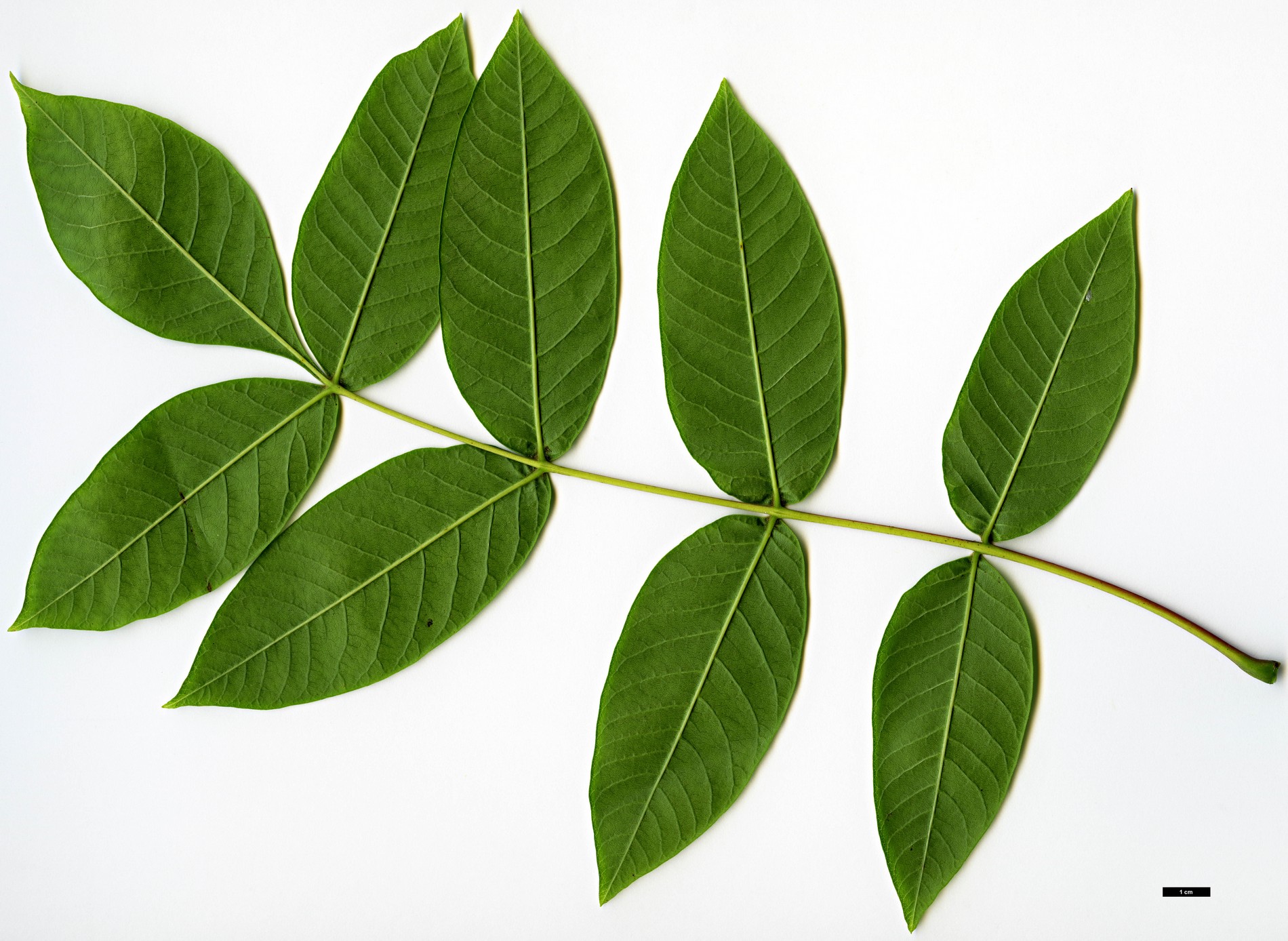 High resolution image: Family: Anacardiaceae - Genus: Rhus - Taxon: potaninii