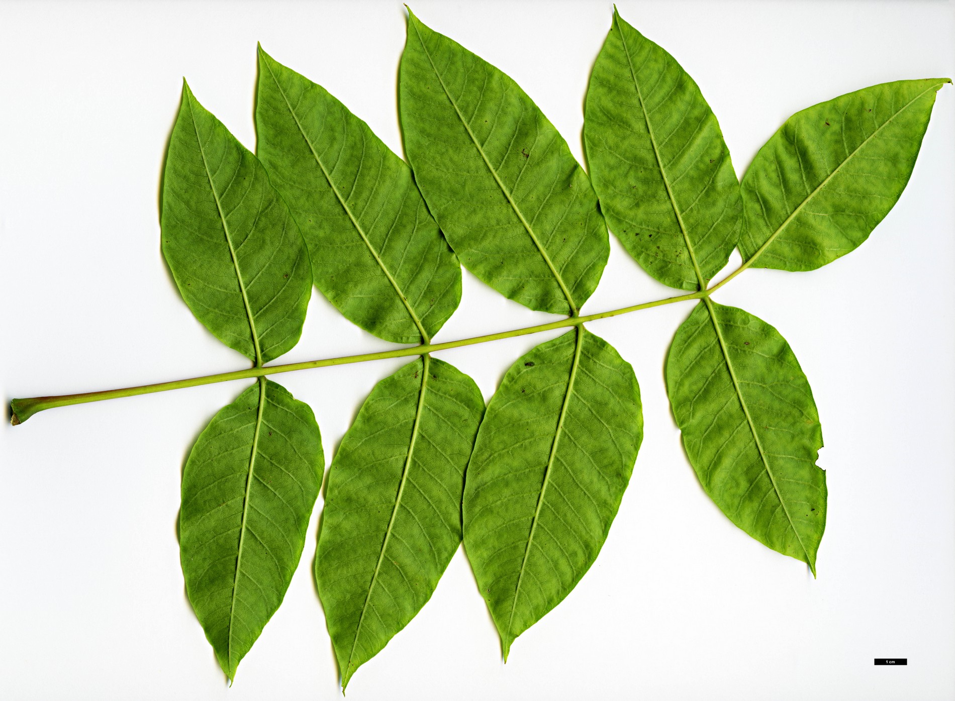 High resolution image: Family: Anacardiaceae - Genus: Rhus - Taxon: punjabensis