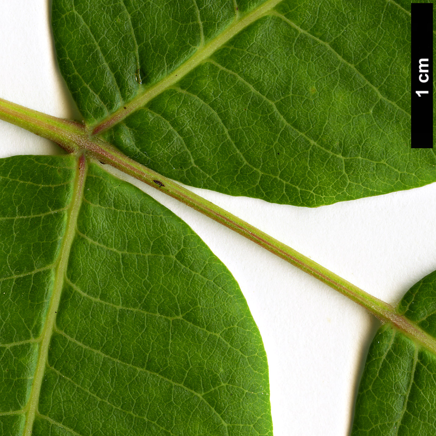 High resolution image: Family: Anacardiaceae - Genus: Rhus - Taxon: punjabensis