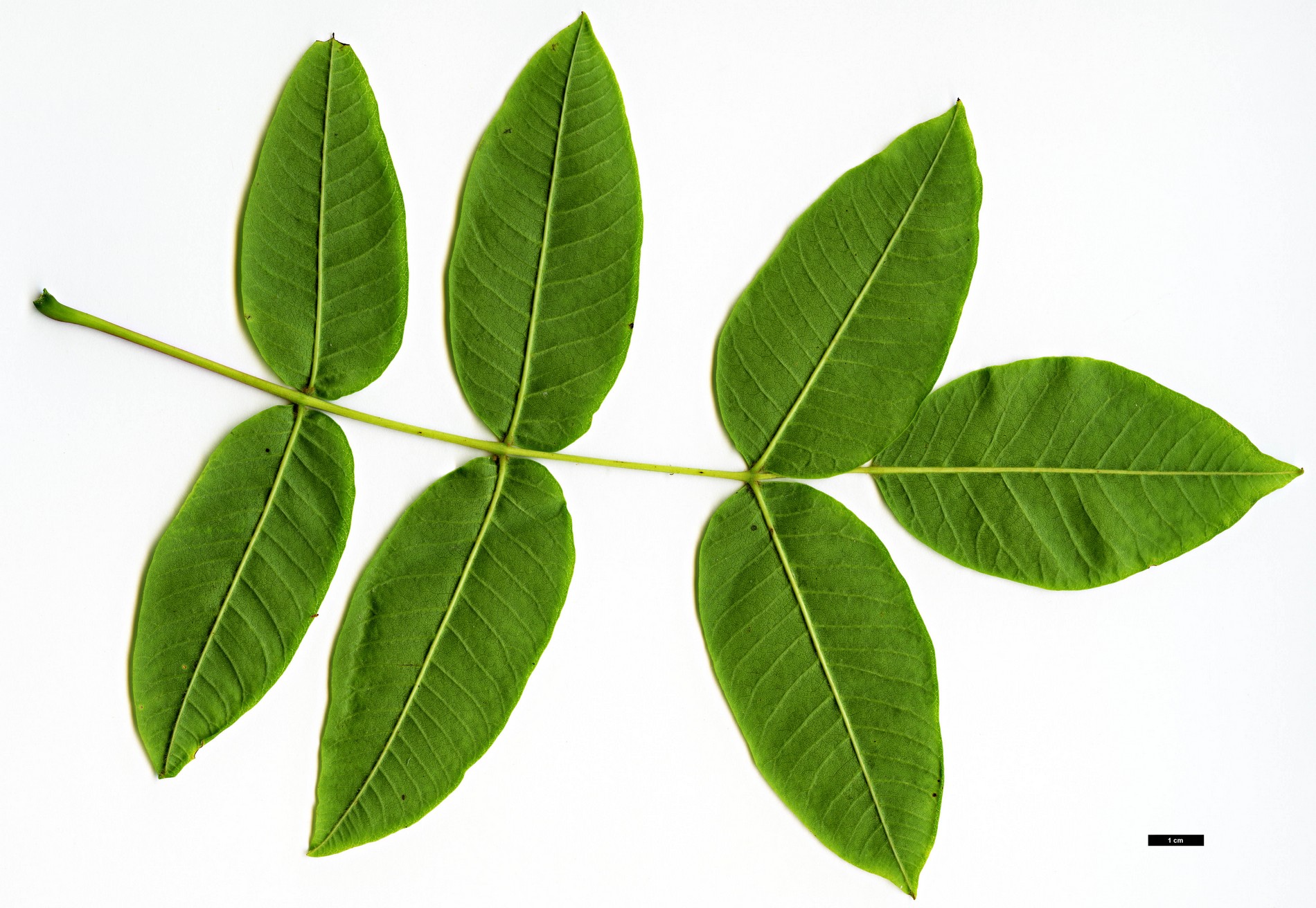 High resolution image: Family: Anacardiaceae - Genus: Rhus - Taxon: punjabensis