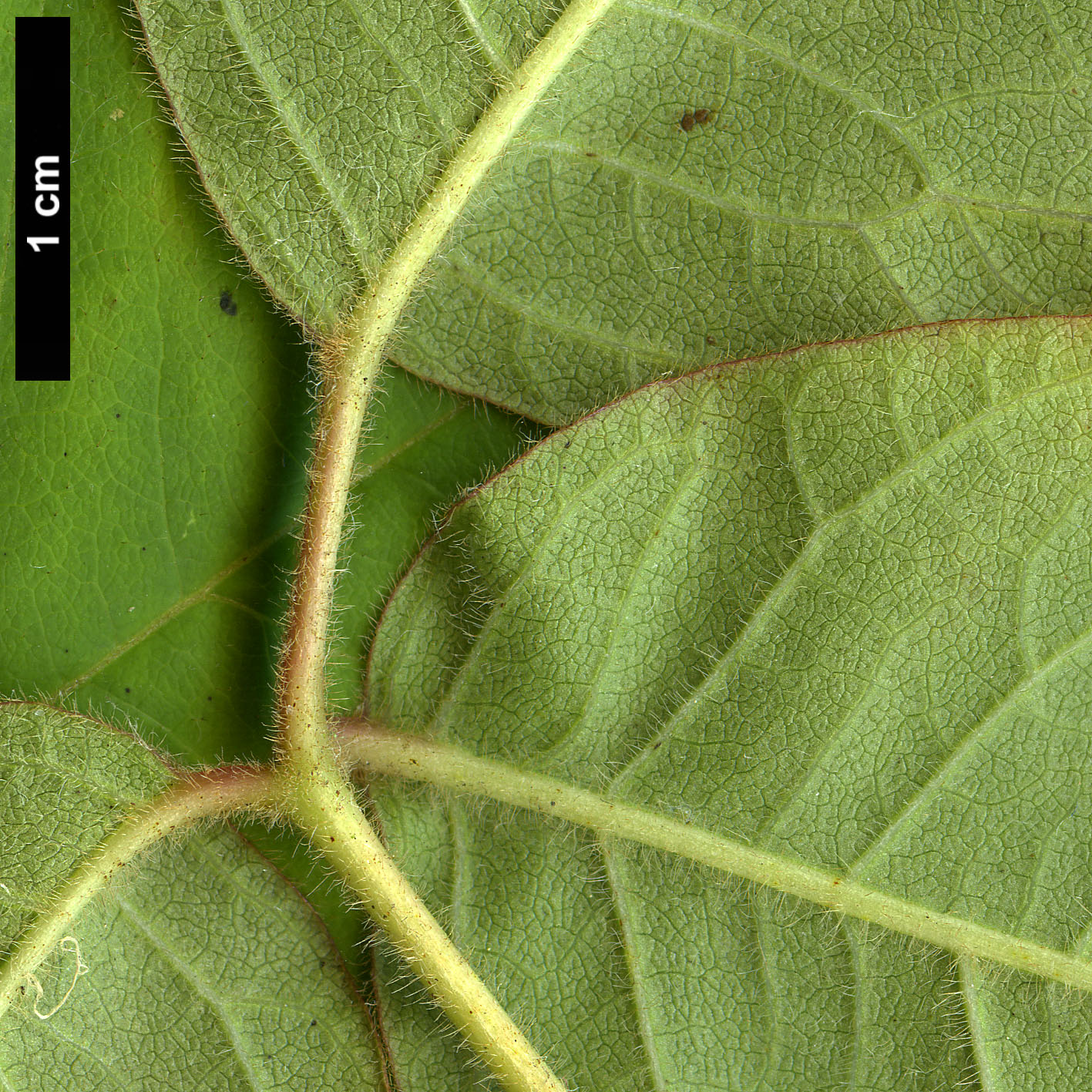 High resolution image: Family: Anacardiaceae - Genus: Rhus - Taxon: radicans