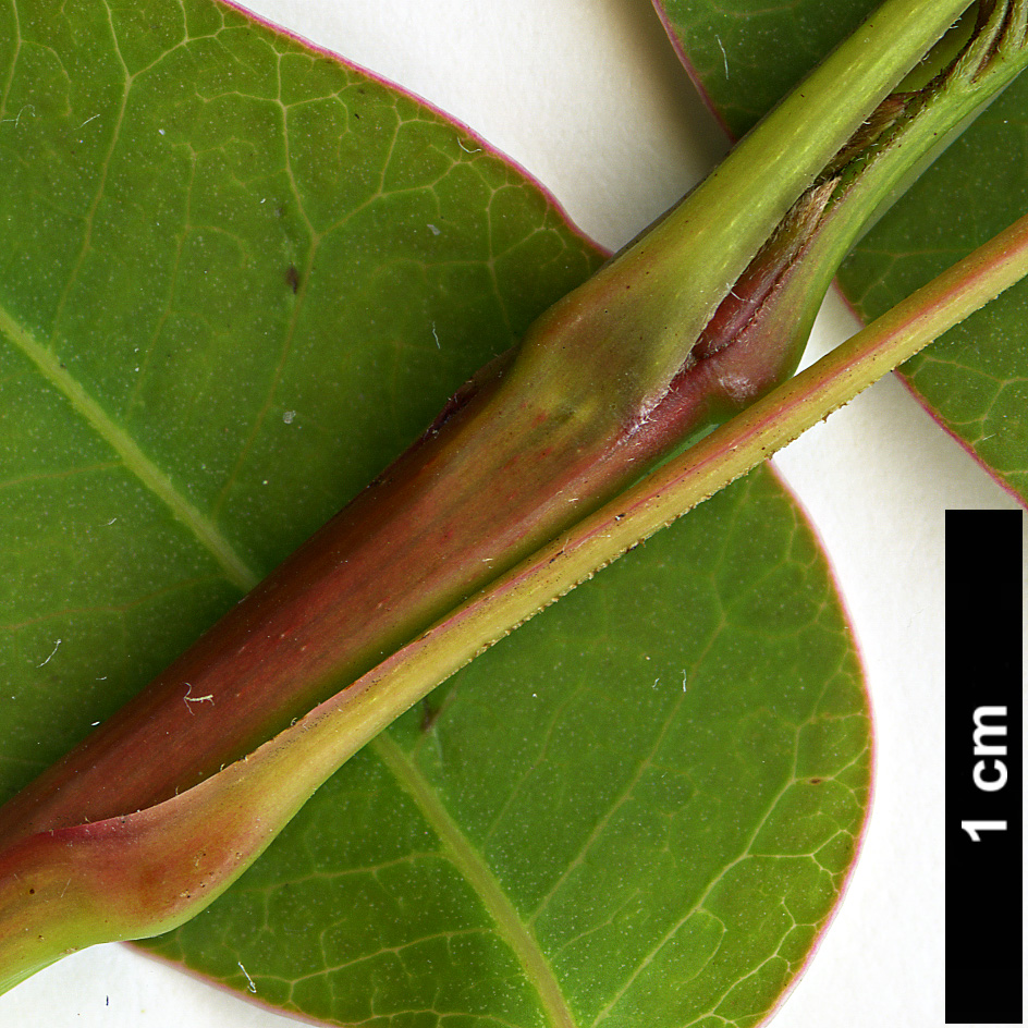 High resolution image: Family: Anacardiaceae - Genus: Rhus - Taxon: succedanea