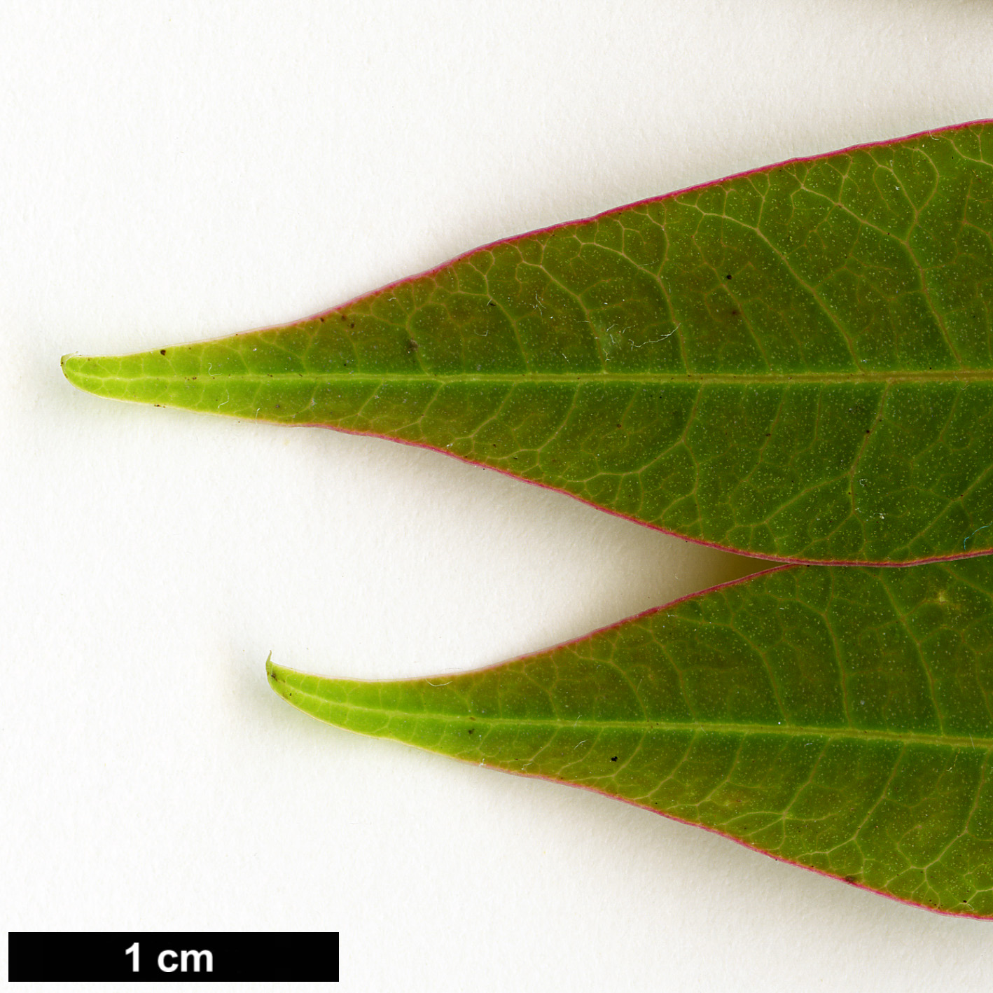 High resolution image: Family: Anacardiaceae - Genus: Rhus - Taxon: succedanea