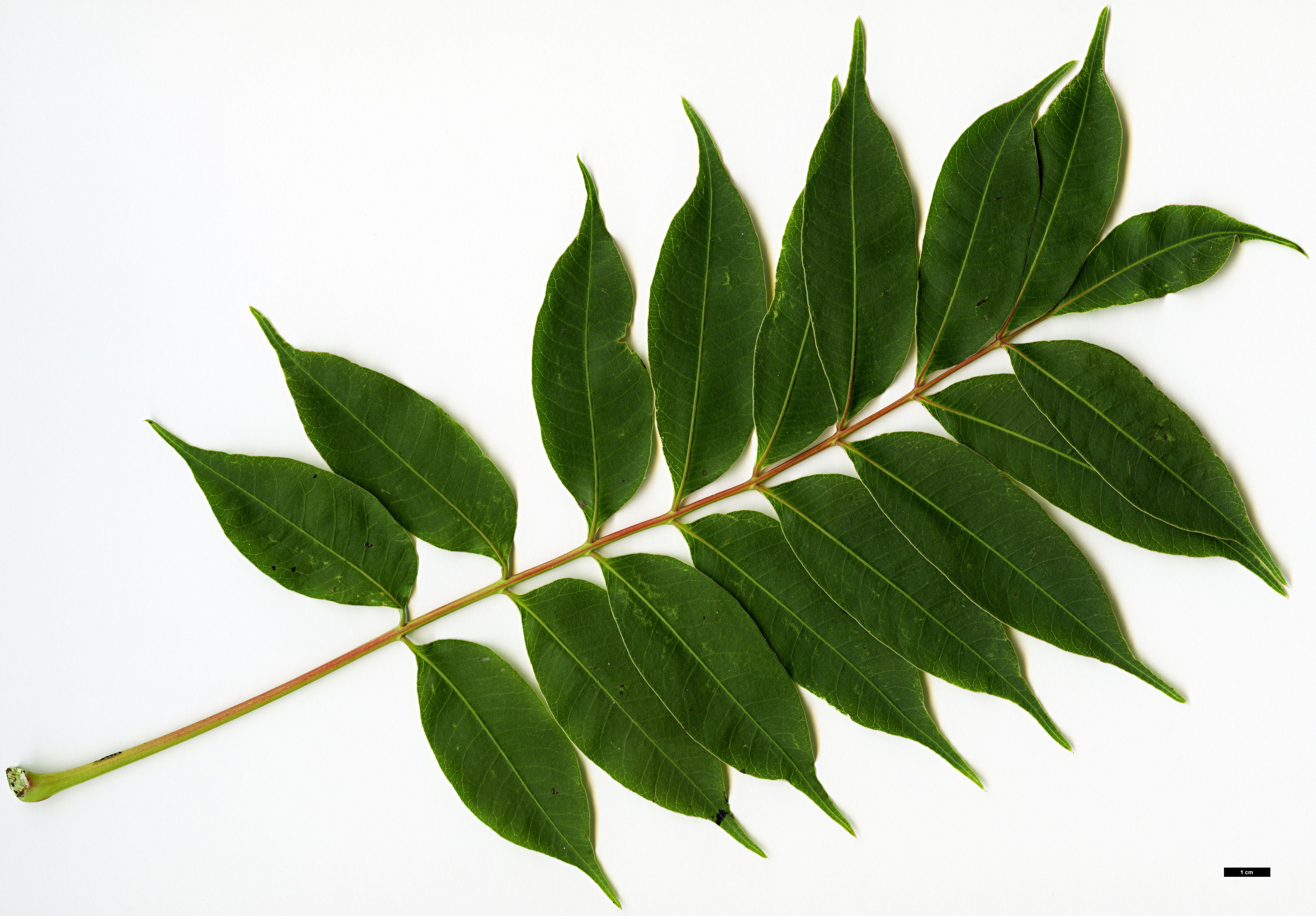 High resolution image: Family: Anacardiaceae - Genus: Rhus - Taxon: succedanea