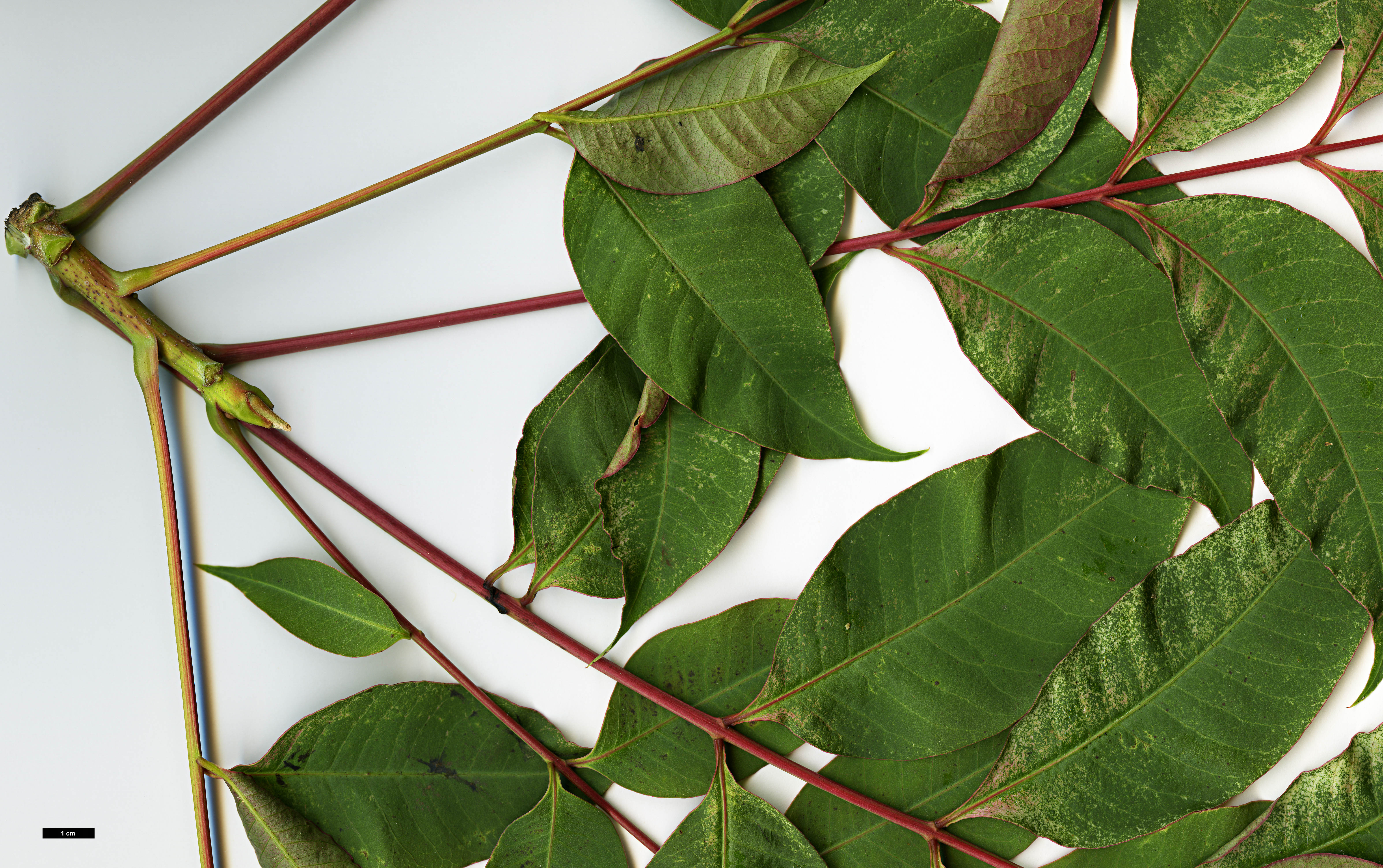 High resolution image: Family: Anacardiaceae - Genus: Rhus - Taxon: succedanea