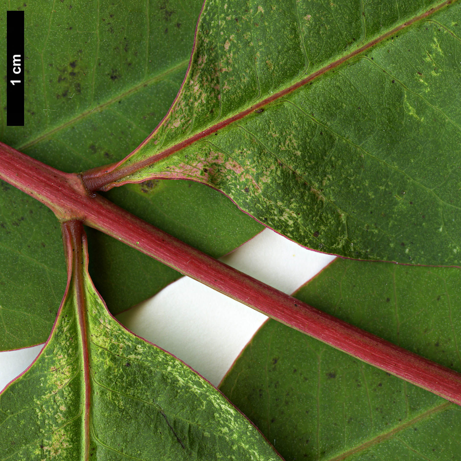 High resolution image: Family: Anacardiaceae - Genus: Rhus - Taxon: succedanea