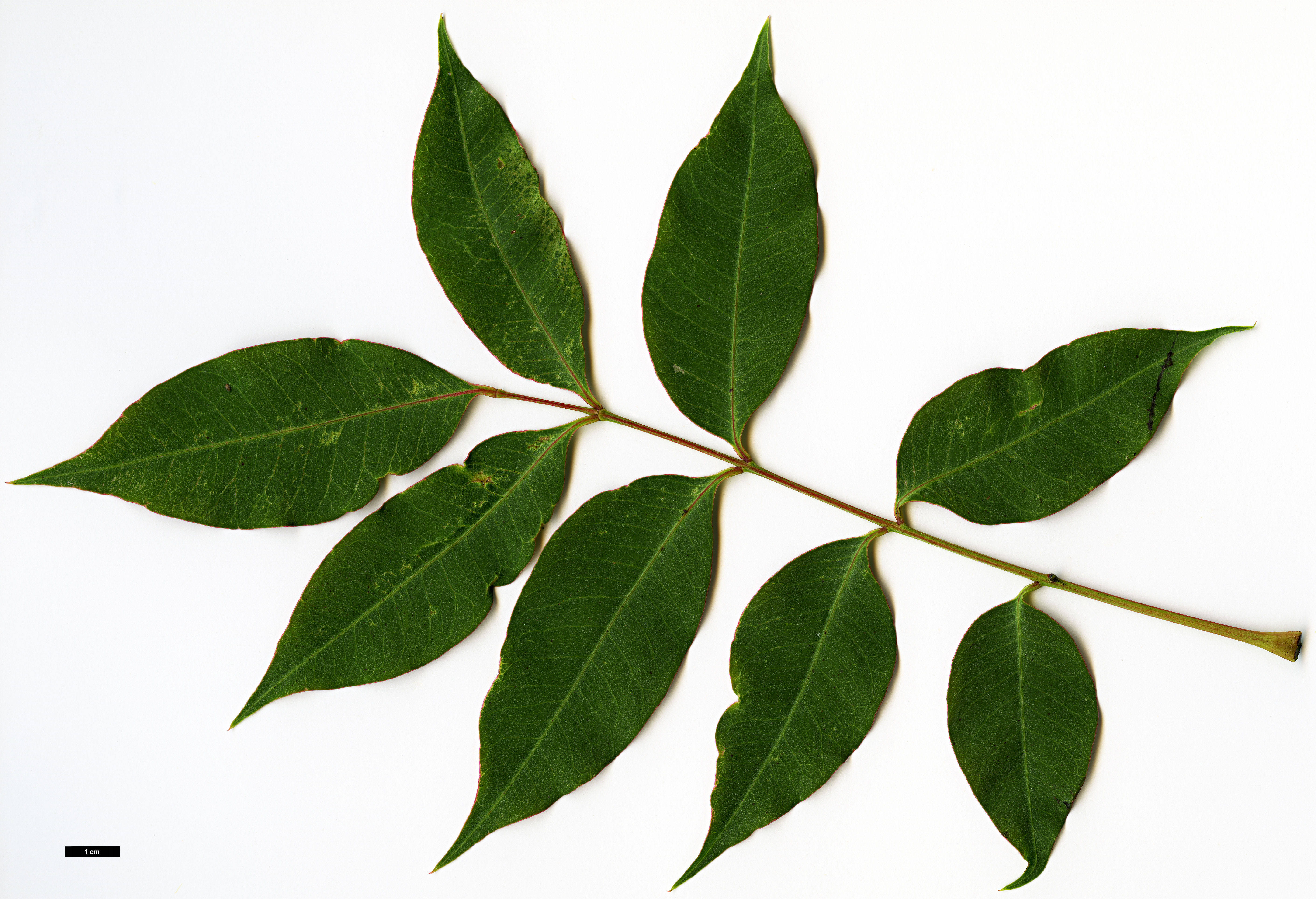 High resolution image: Family: Anacardiaceae - Genus: Rhus - Taxon: succedanea