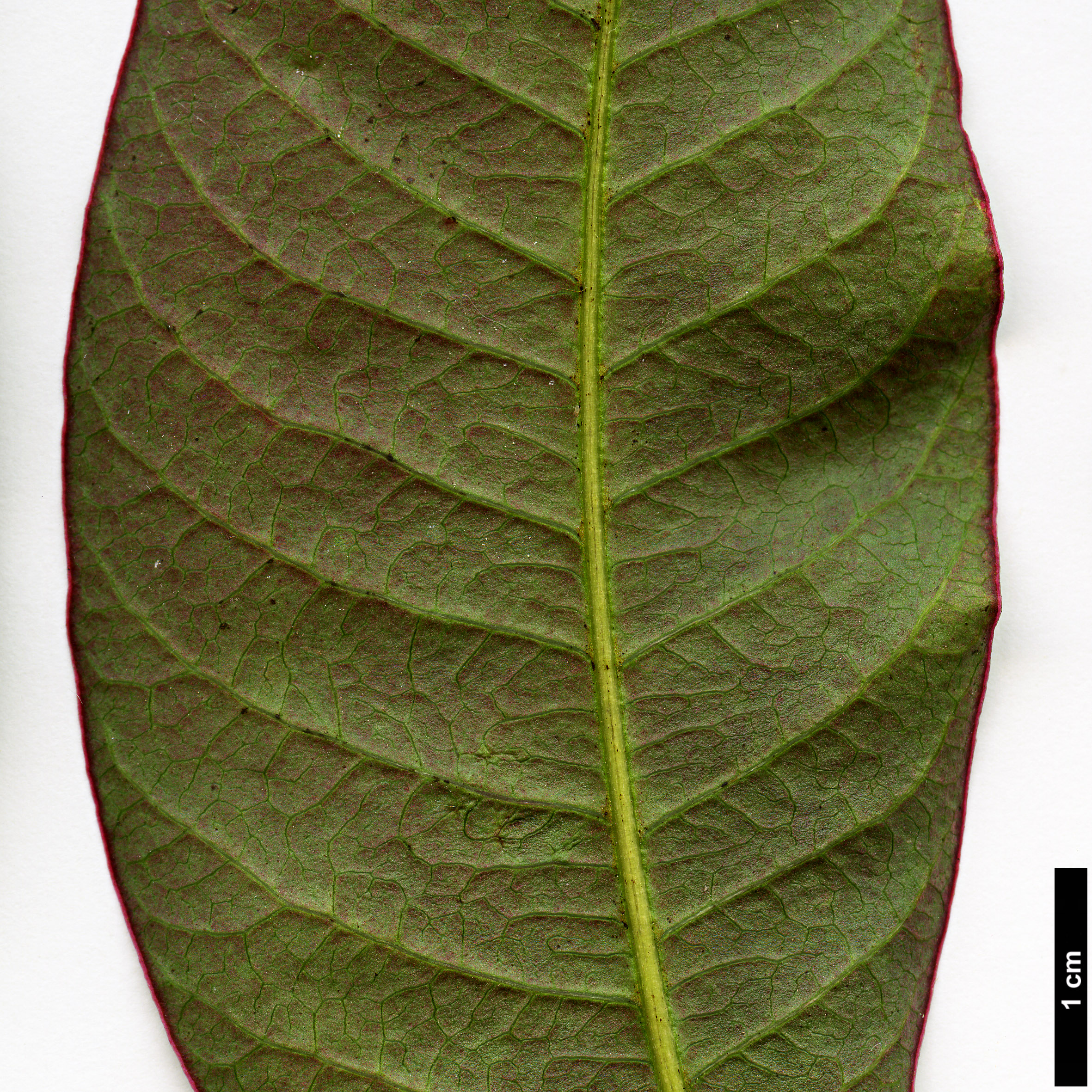 High resolution image: Family: Anacardiaceae - Genus: Rhus - Taxon: succedanea