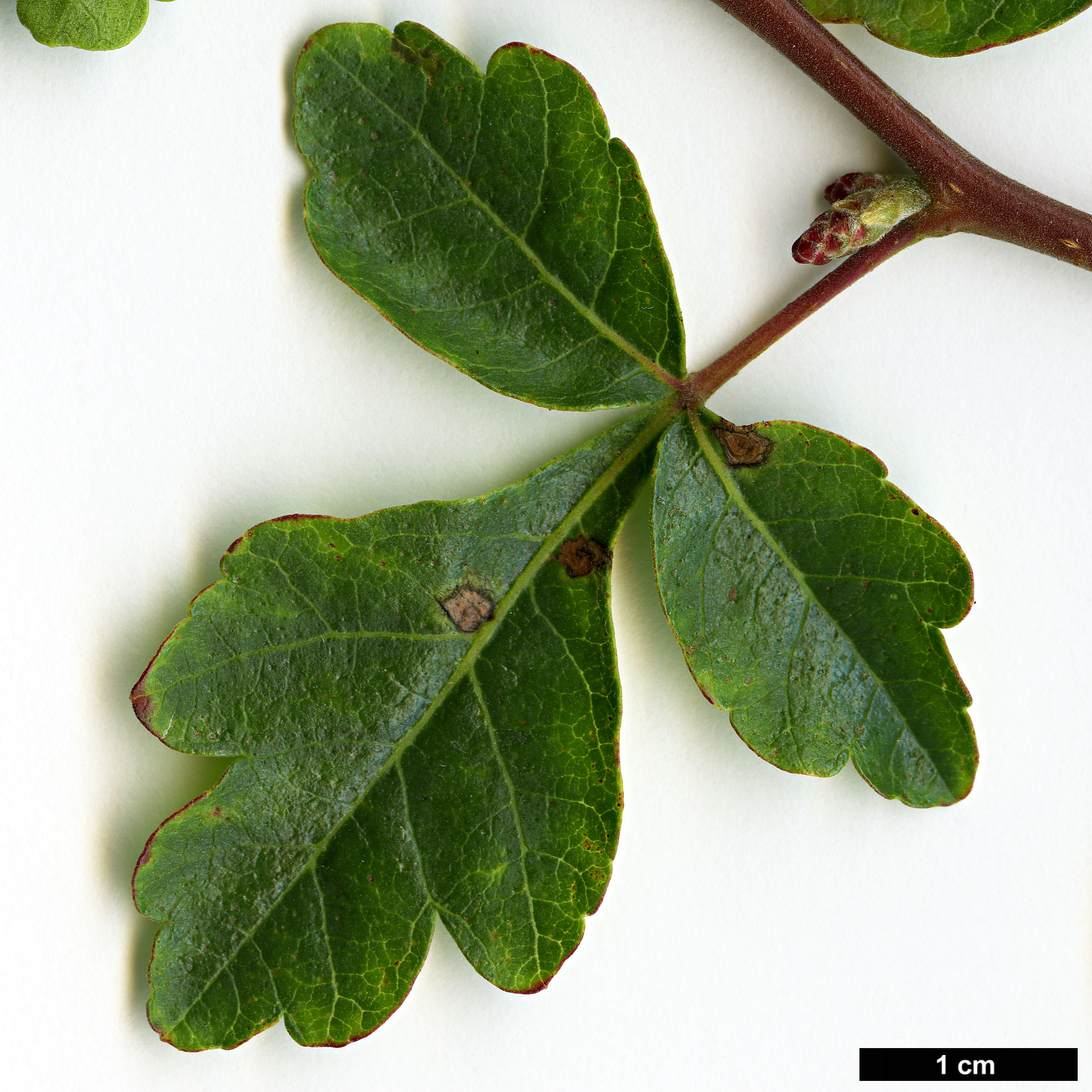 High resolution image: Family: Anacardiaceae - Genus: Rhus - Taxon: trilobata