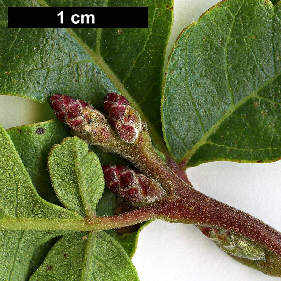 High resolution image: Family: Anacardiaceae - Genus: Rhus - Taxon: trilobata