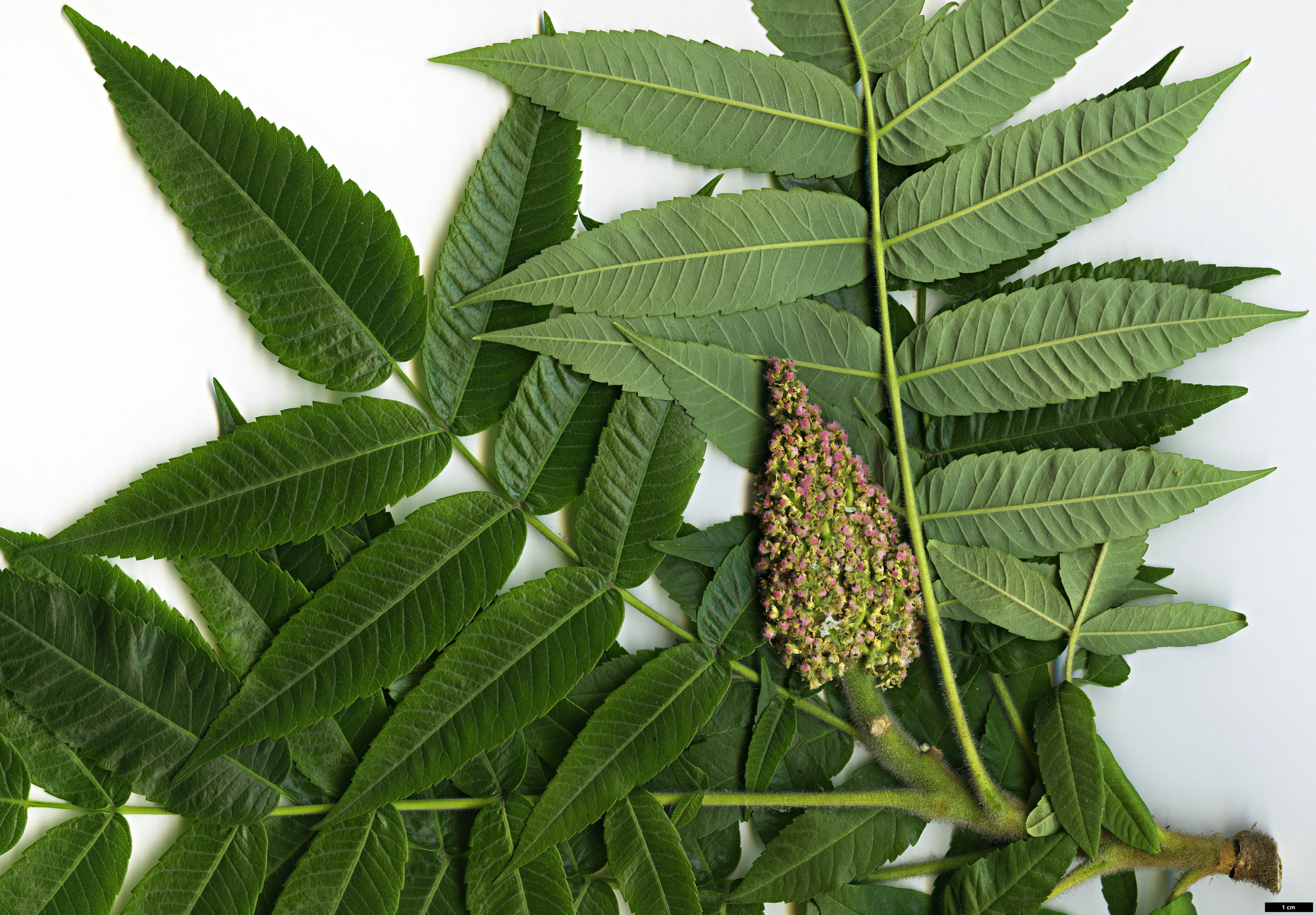 High resolution image: Family: Anacardiaceae - Genus: Rhus - Taxon: typhina