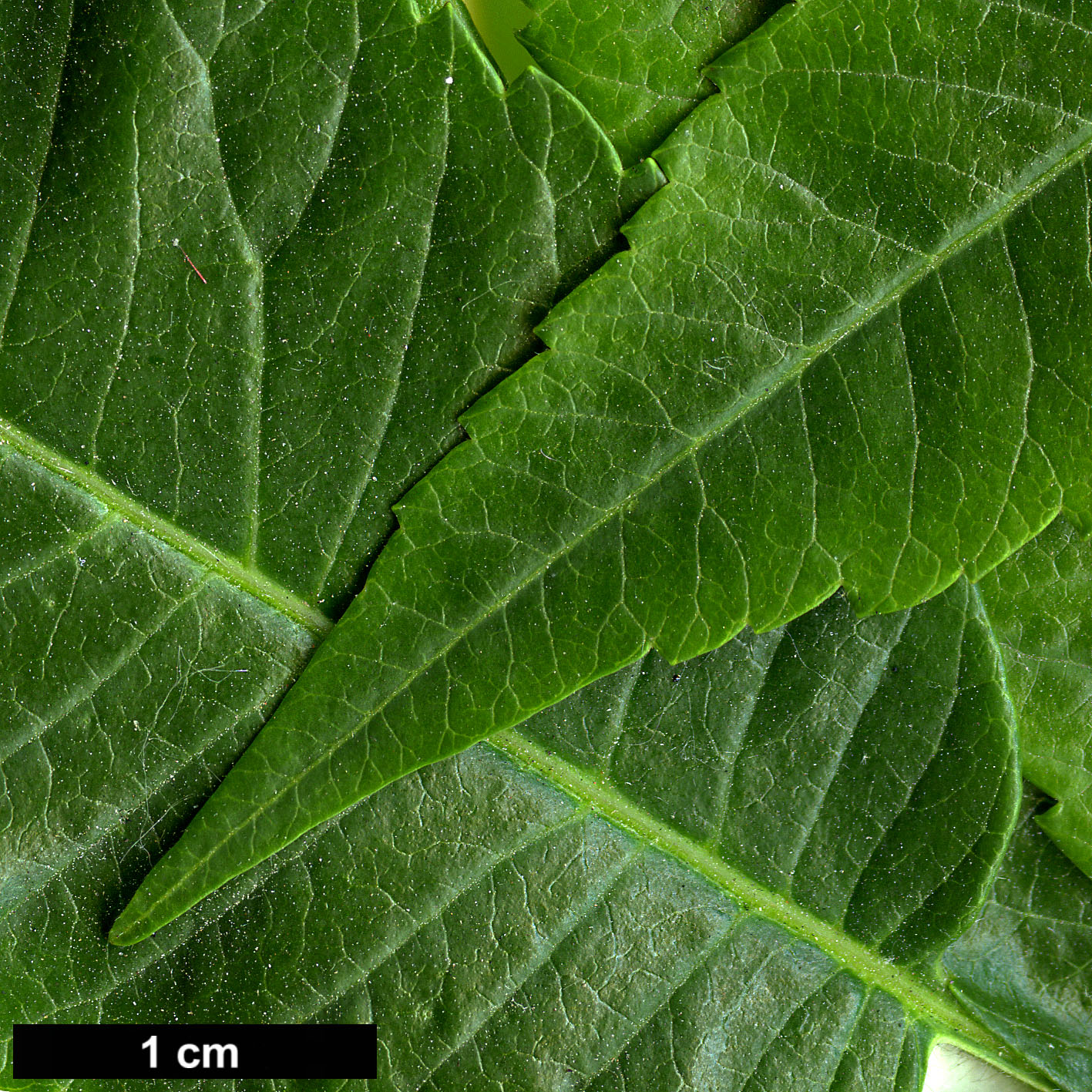 High resolution image: Family: Anacardiaceae - Genus: Rhus - Taxon: typhina