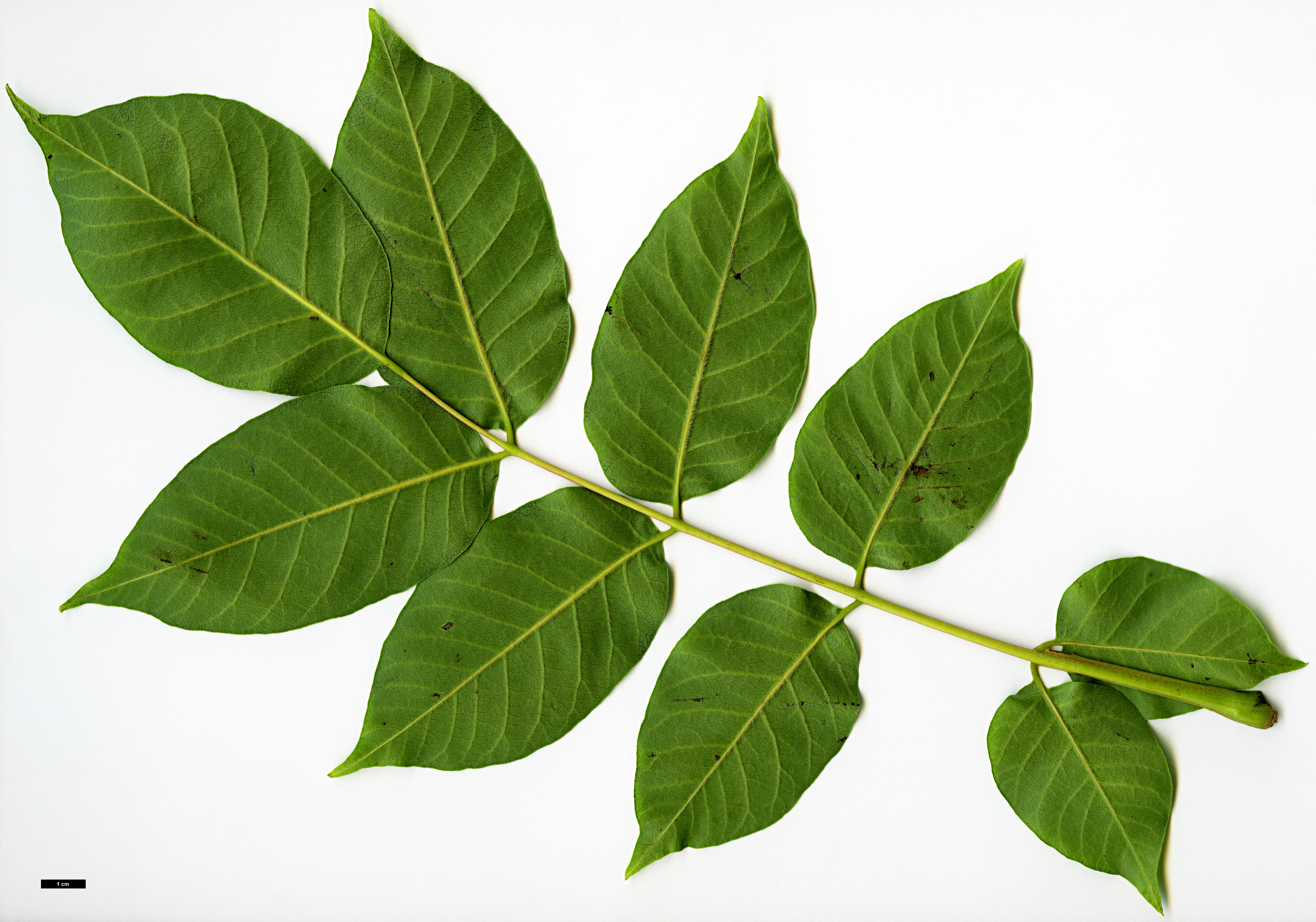 High resolution image: Family: Anacardiaceae - Genus: Rhus - Taxon: verniciflua