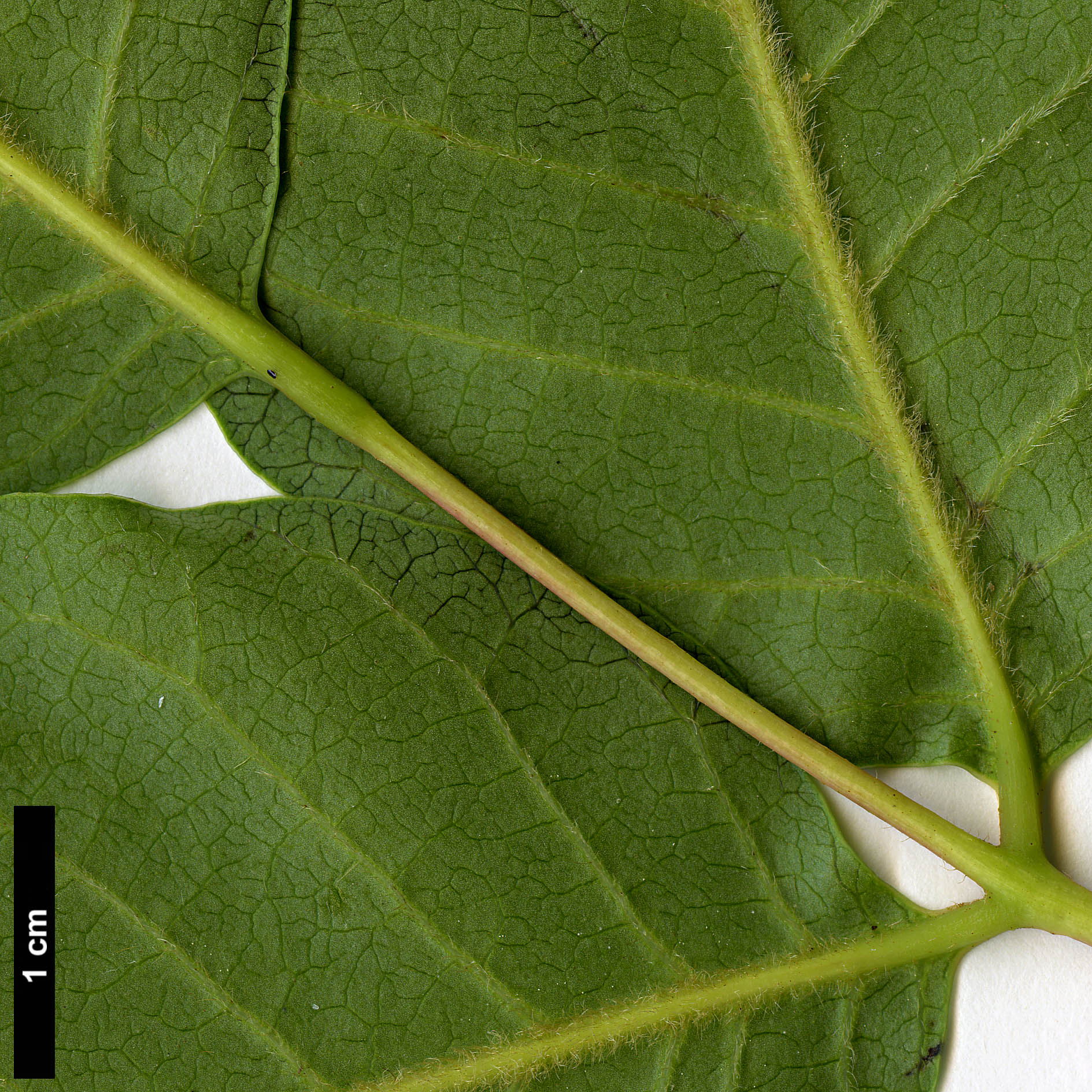 High resolution image: Family: Anacardiaceae - Genus: Rhus - Taxon: verniciflua