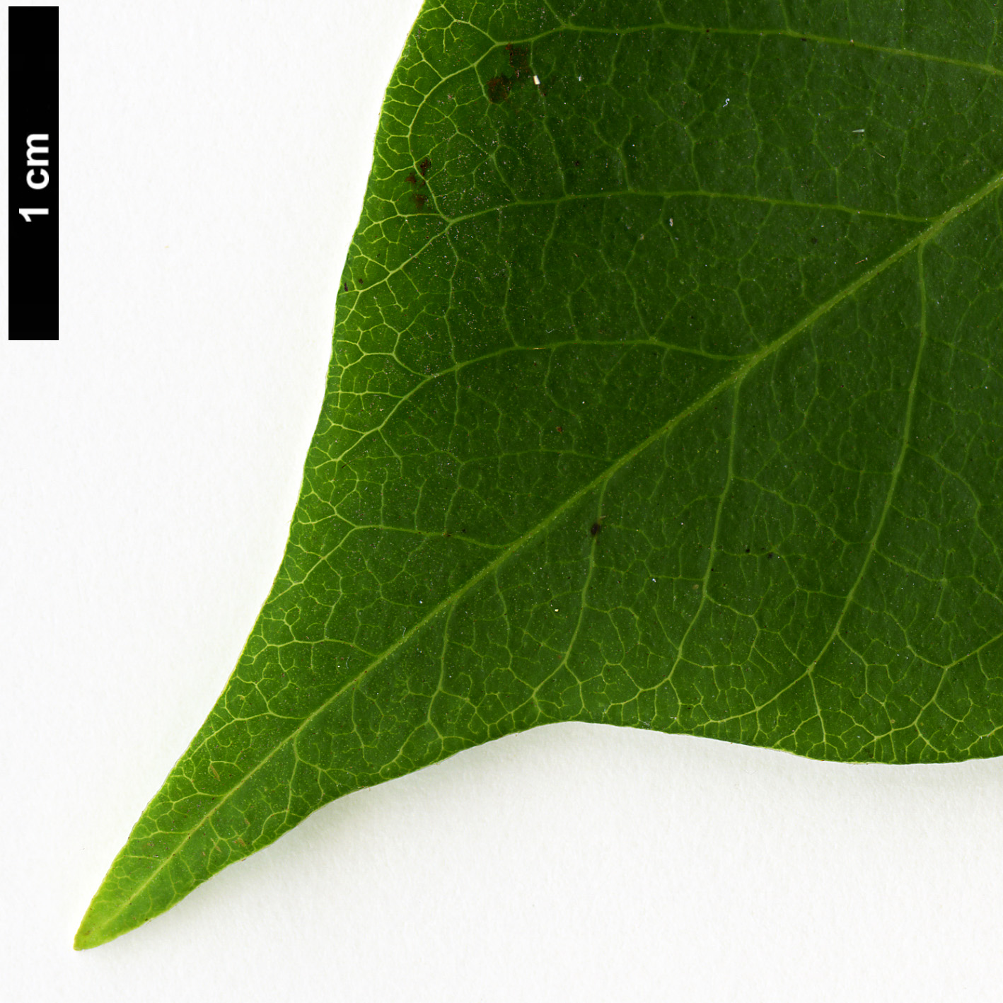 High resolution image: Family: Anacardiaceae - Genus: Rhus - Taxon: verniciflua