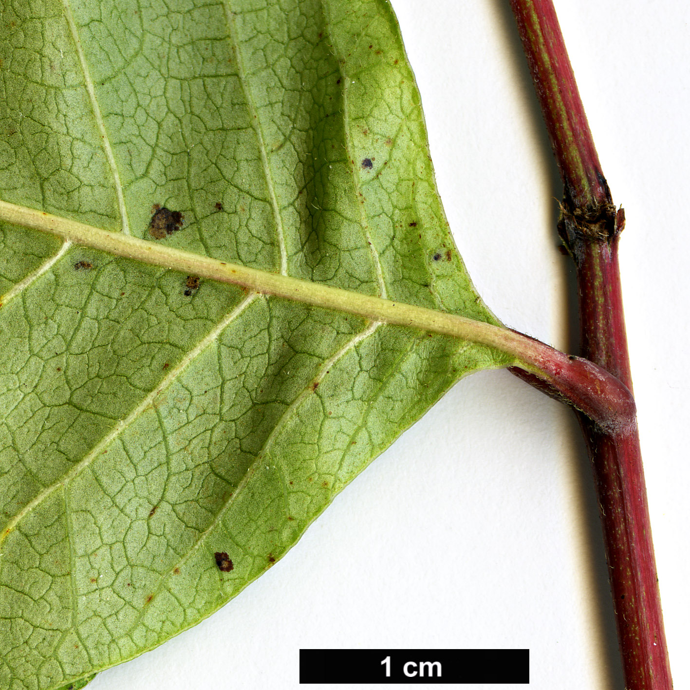 High resolution image: Family: Anacardiaceae - Genus: Rhus - Taxon: vernix