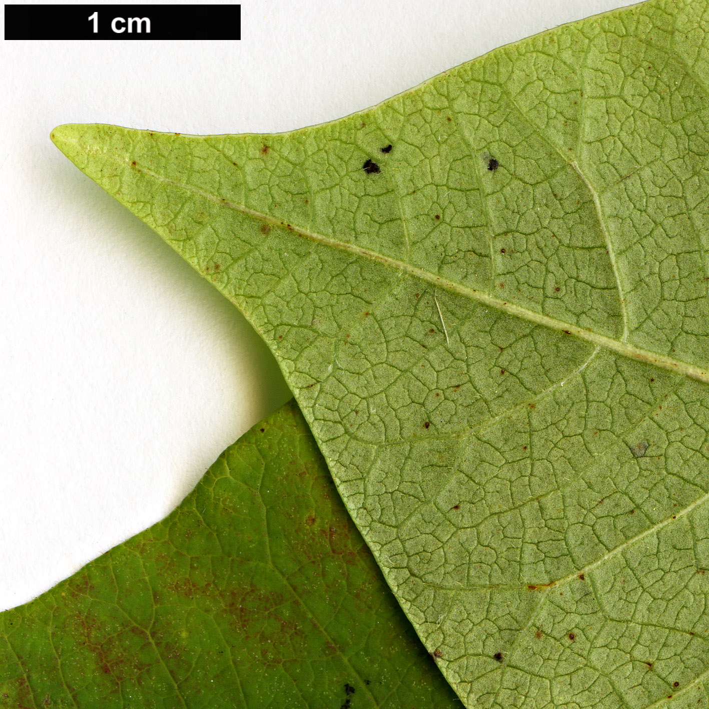 High resolution image: Family: Anacardiaceae - Genus: Rhus - Taxon: vernix