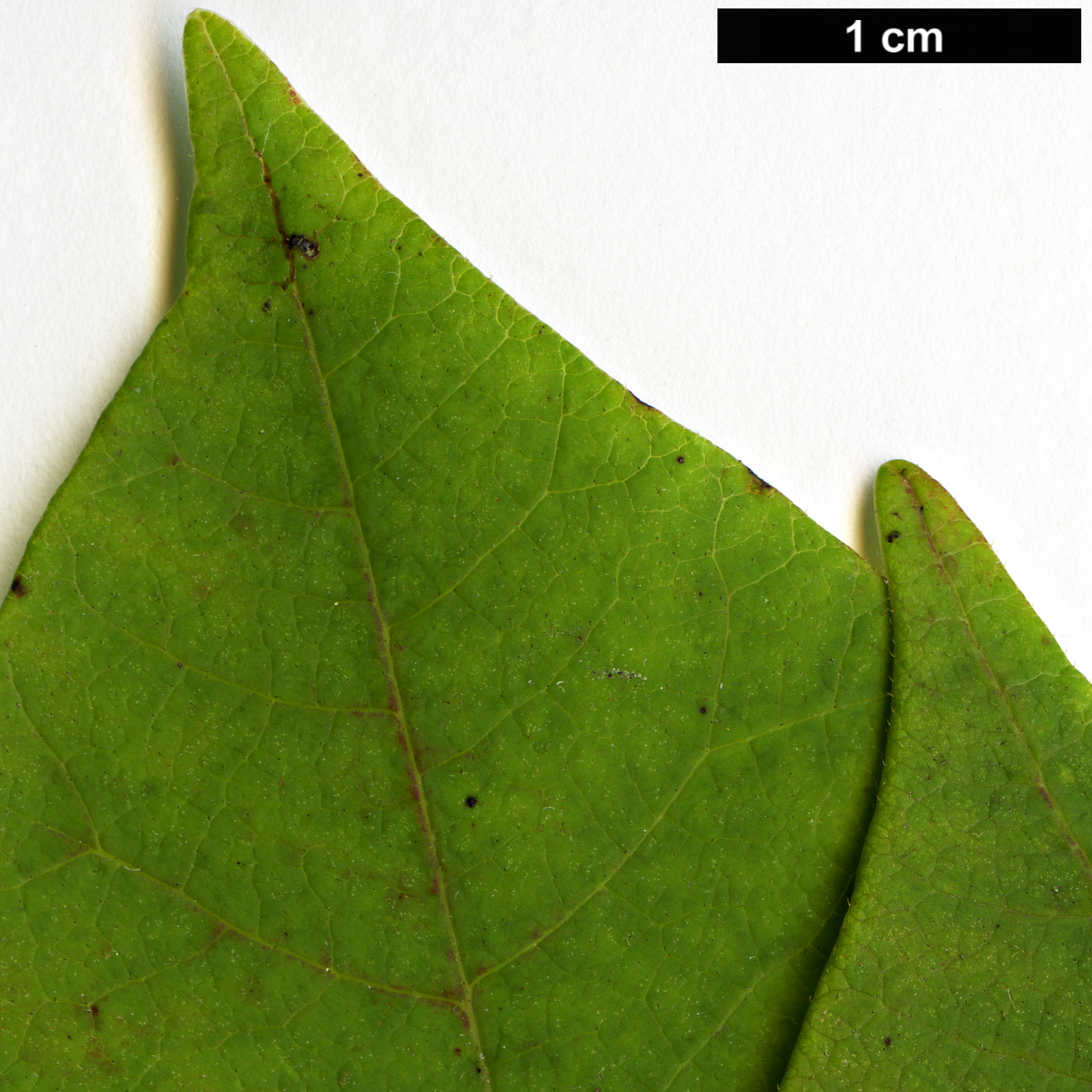 High resolution image: Family: Anacardiaceae - Genus: Rhus - Taxon: vernix