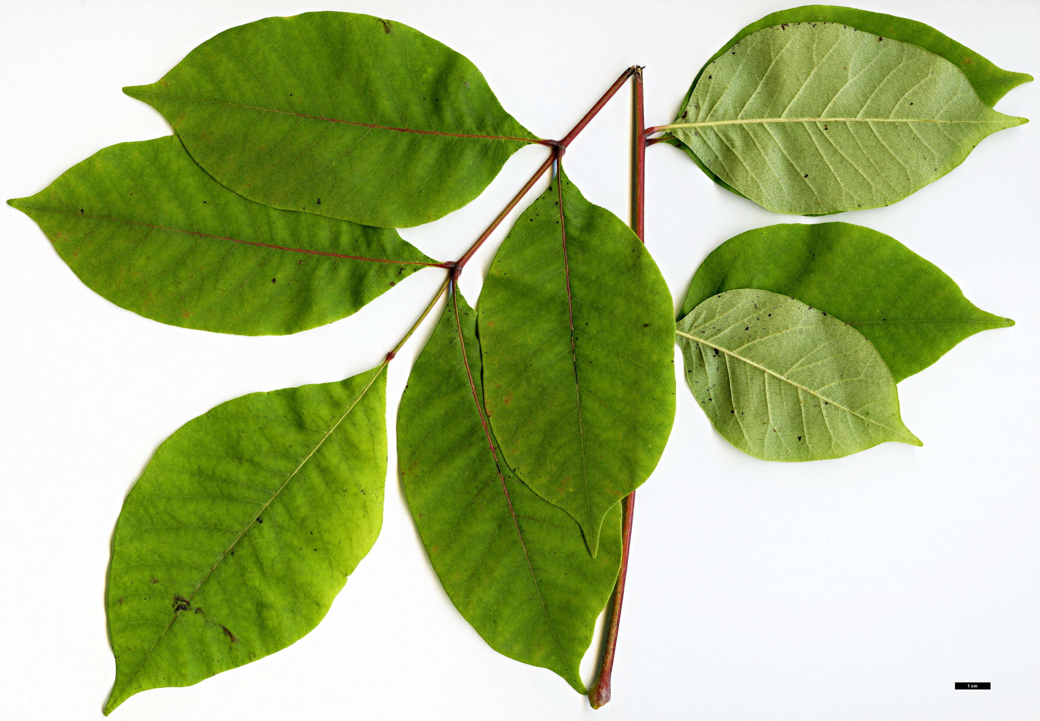 High resolution image: Family: Anacardiaceae - Genus: Rhus - Taxon: vernix