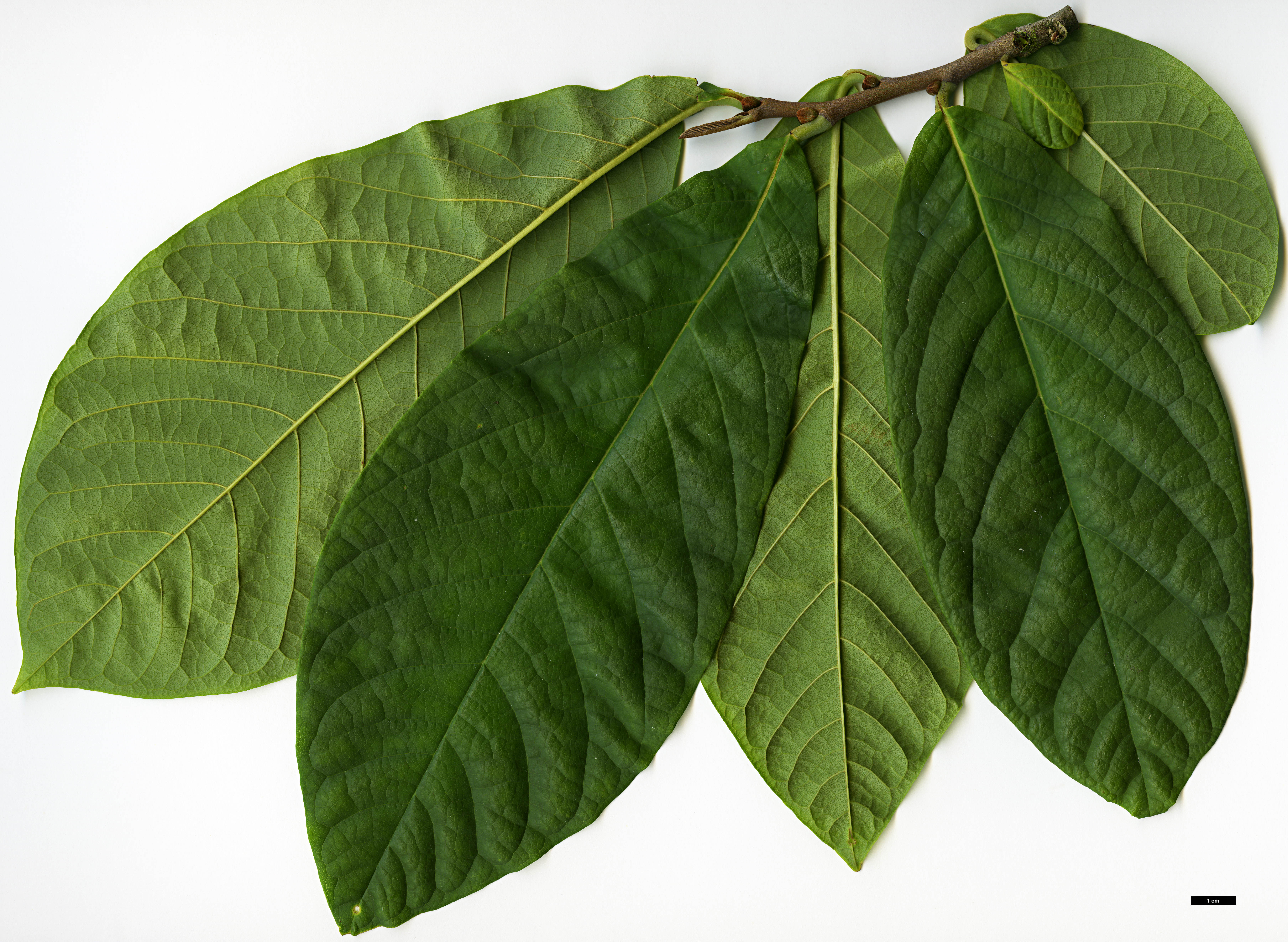 High resolution image: Family: Annonaceae - Genus: Asimina - Taxon: triloba