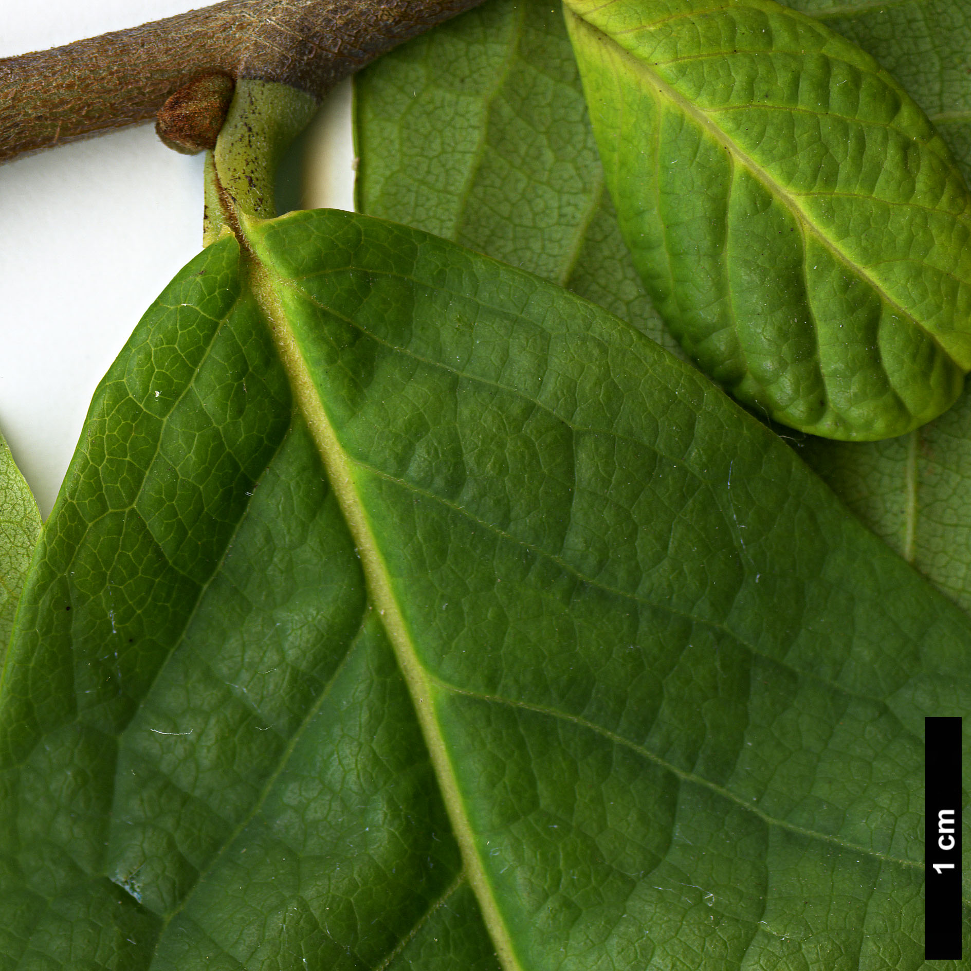 High resolution image: Family: Annonaceae - Genus: Asimina - Taxon: triloba