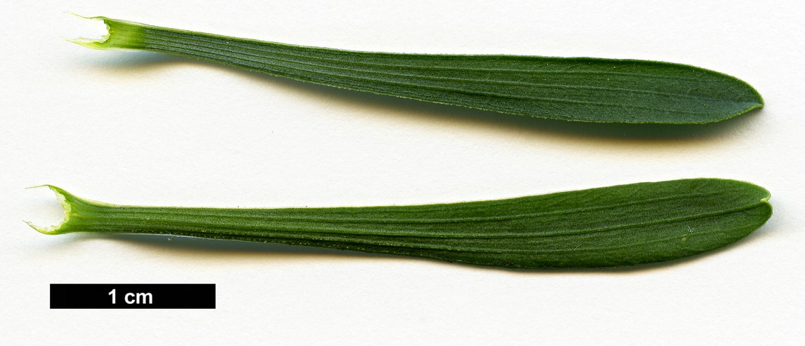 High resolution image: Family: Apiaceae - Genus: Bupleurum - Taxon: spinosum