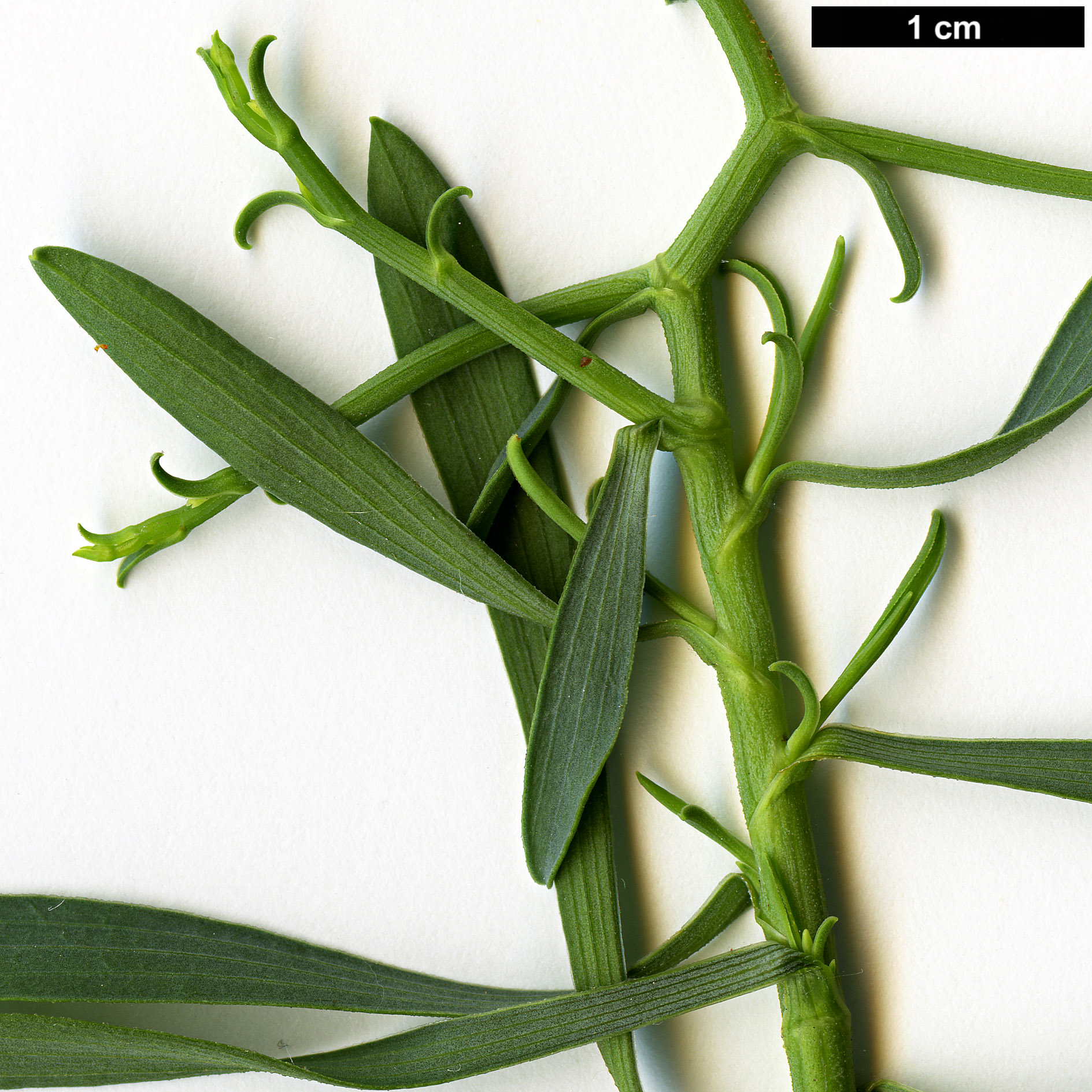 High resolution image: Family: Apiaceae - Genus: Bupleurum - Taxon: spinosum