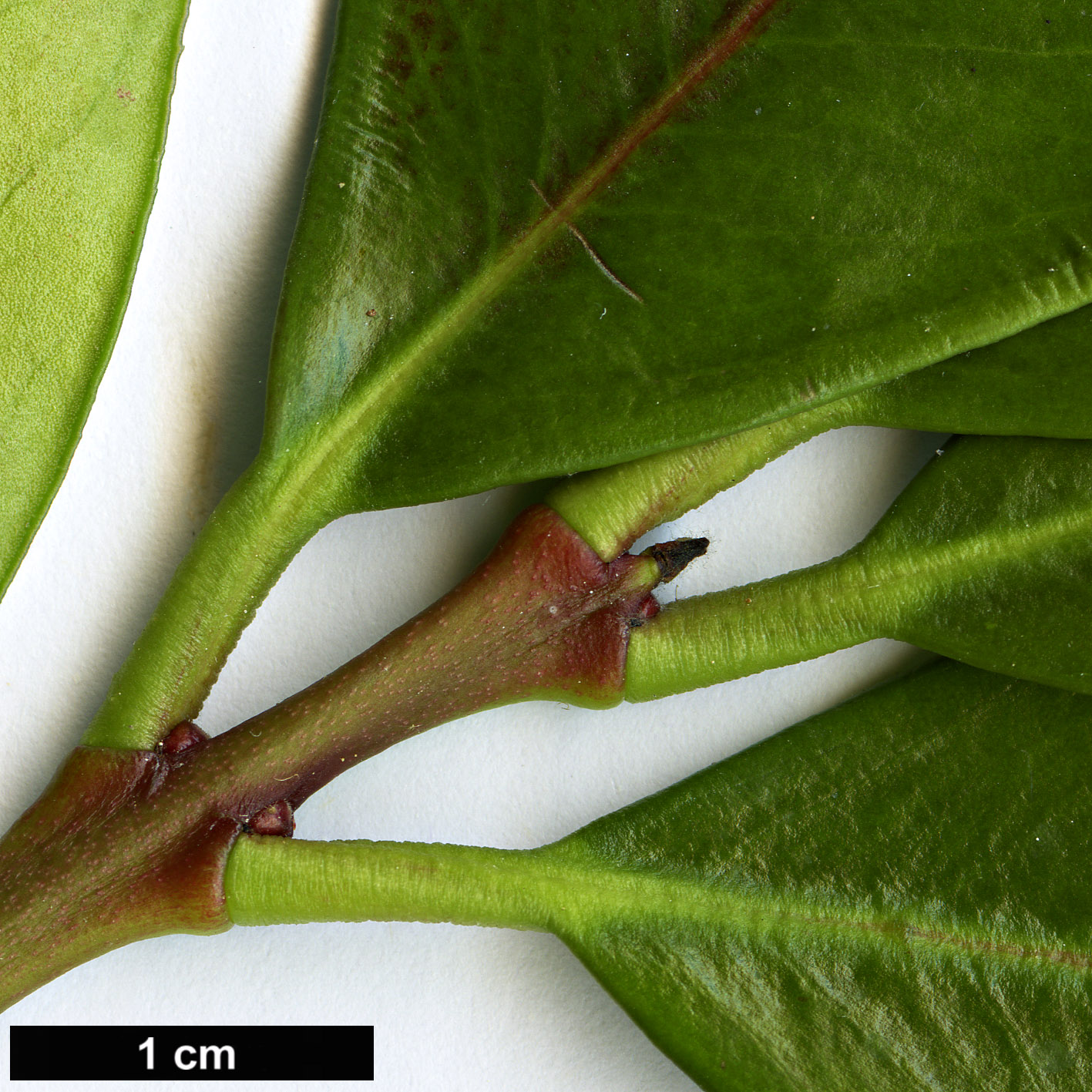 High resolution image: Family: Apocynaceae - Genus: Acokanthera - Taxon: oblongifolia