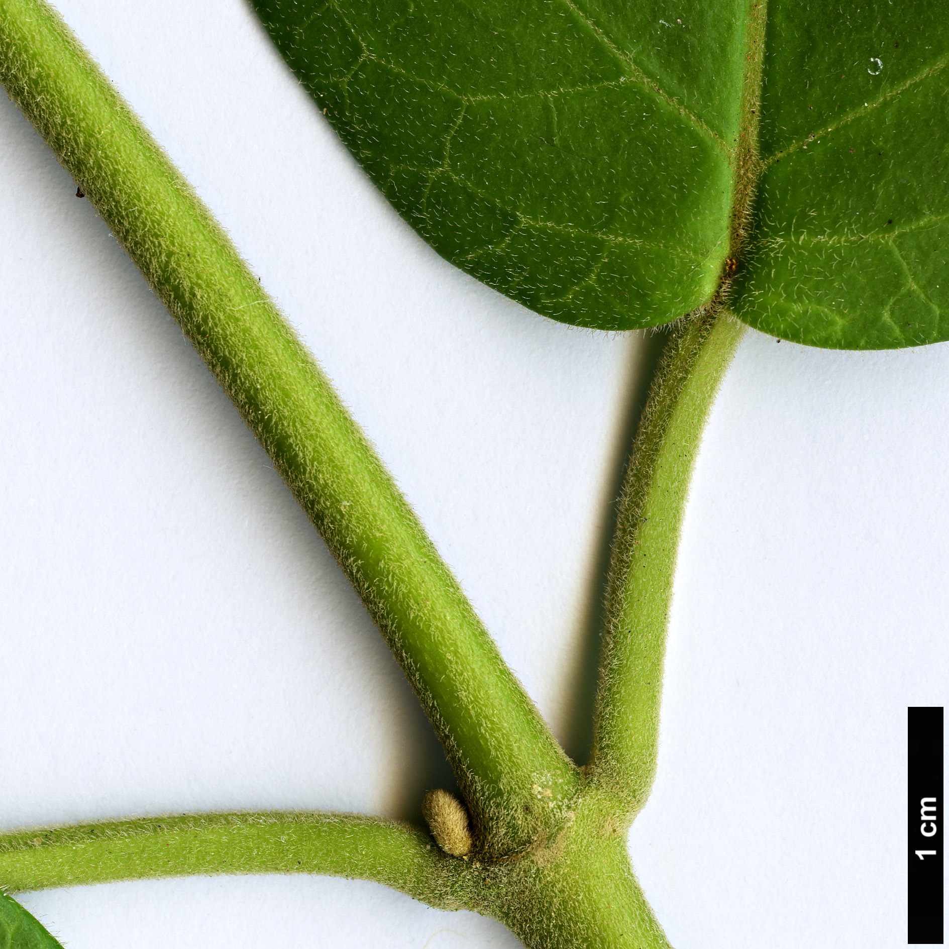 High resolution image: Family: Apocynaceae - Genus: Marsdenia - Taxon: oreophila