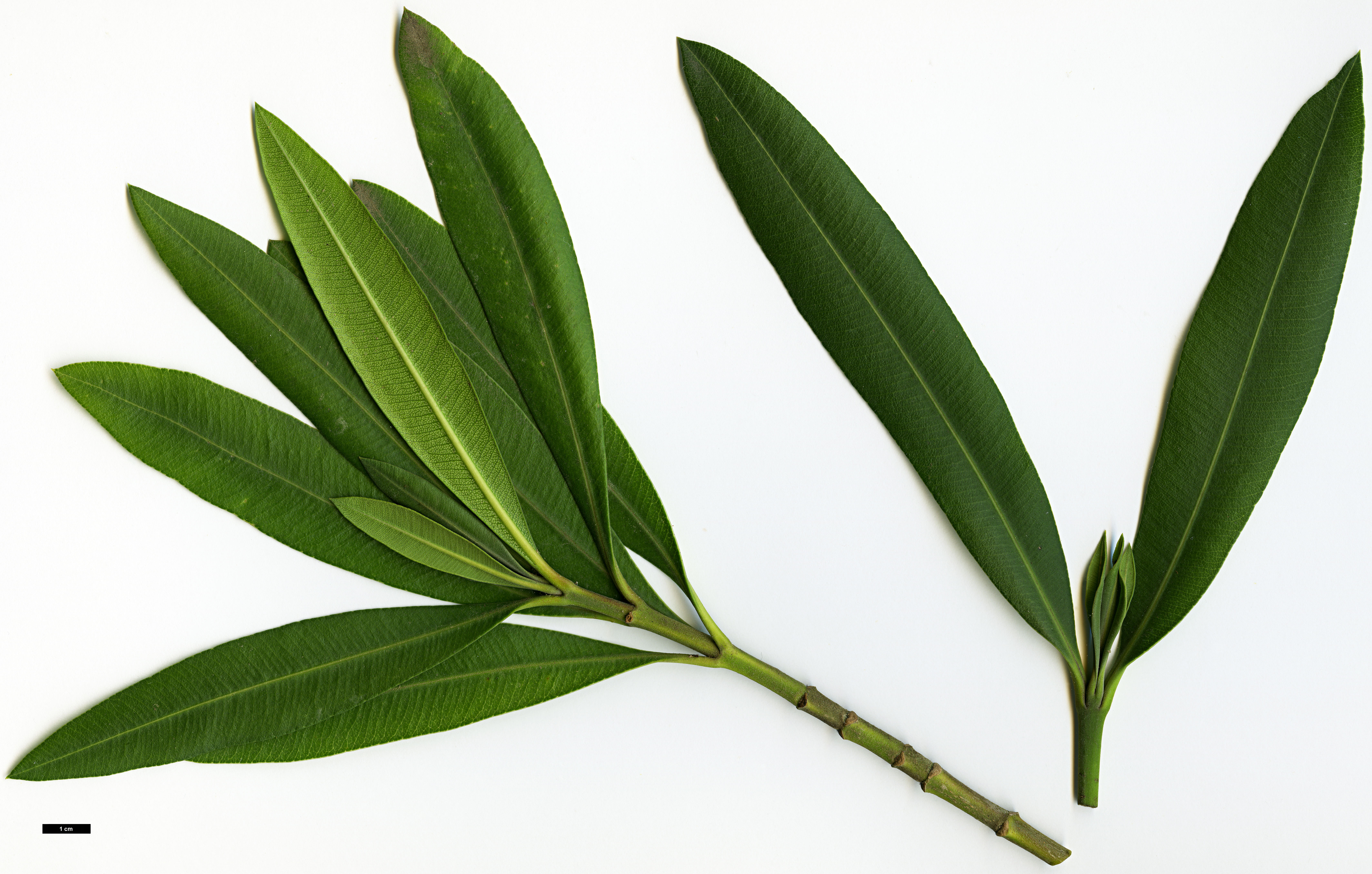 High resolution image: Family: Apocynaceae - Genus: Nerium - Taxon: oleander