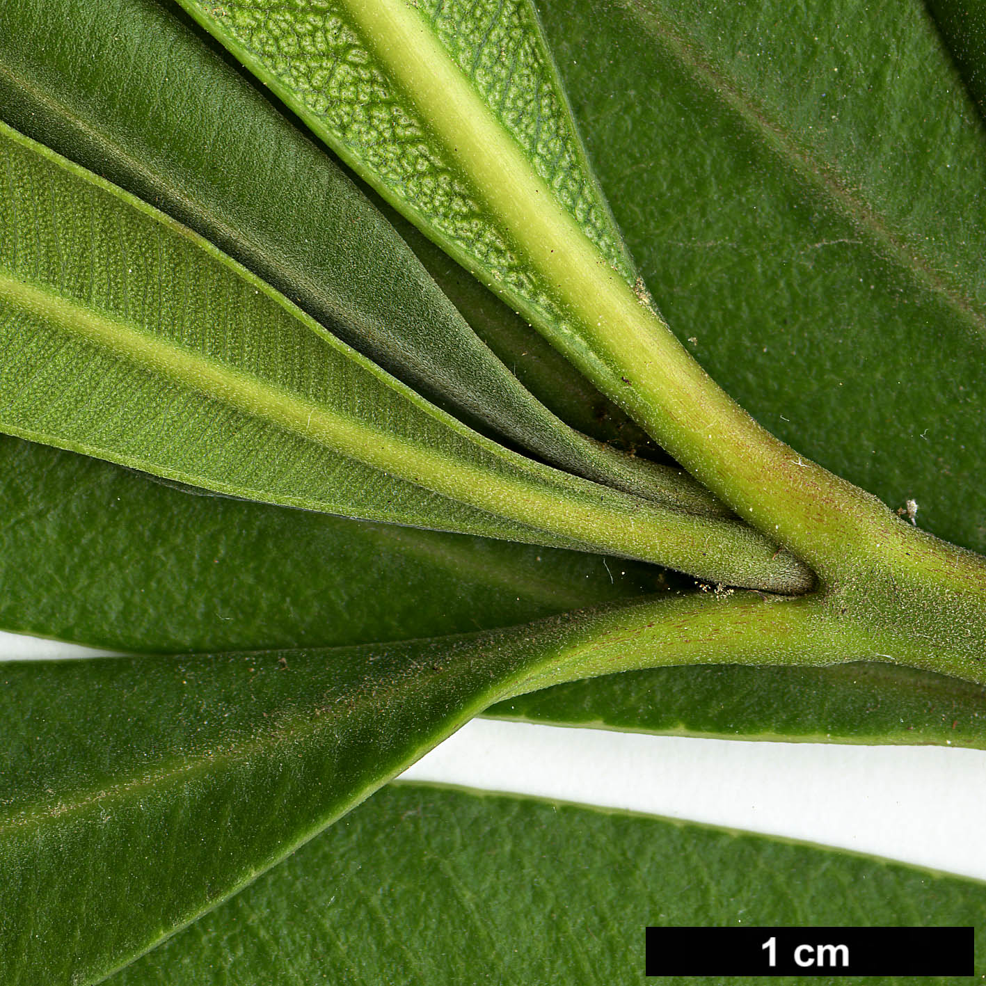 High resolution image: Family: Apocynaceae - Genus: Nerium - Taxon: oleander