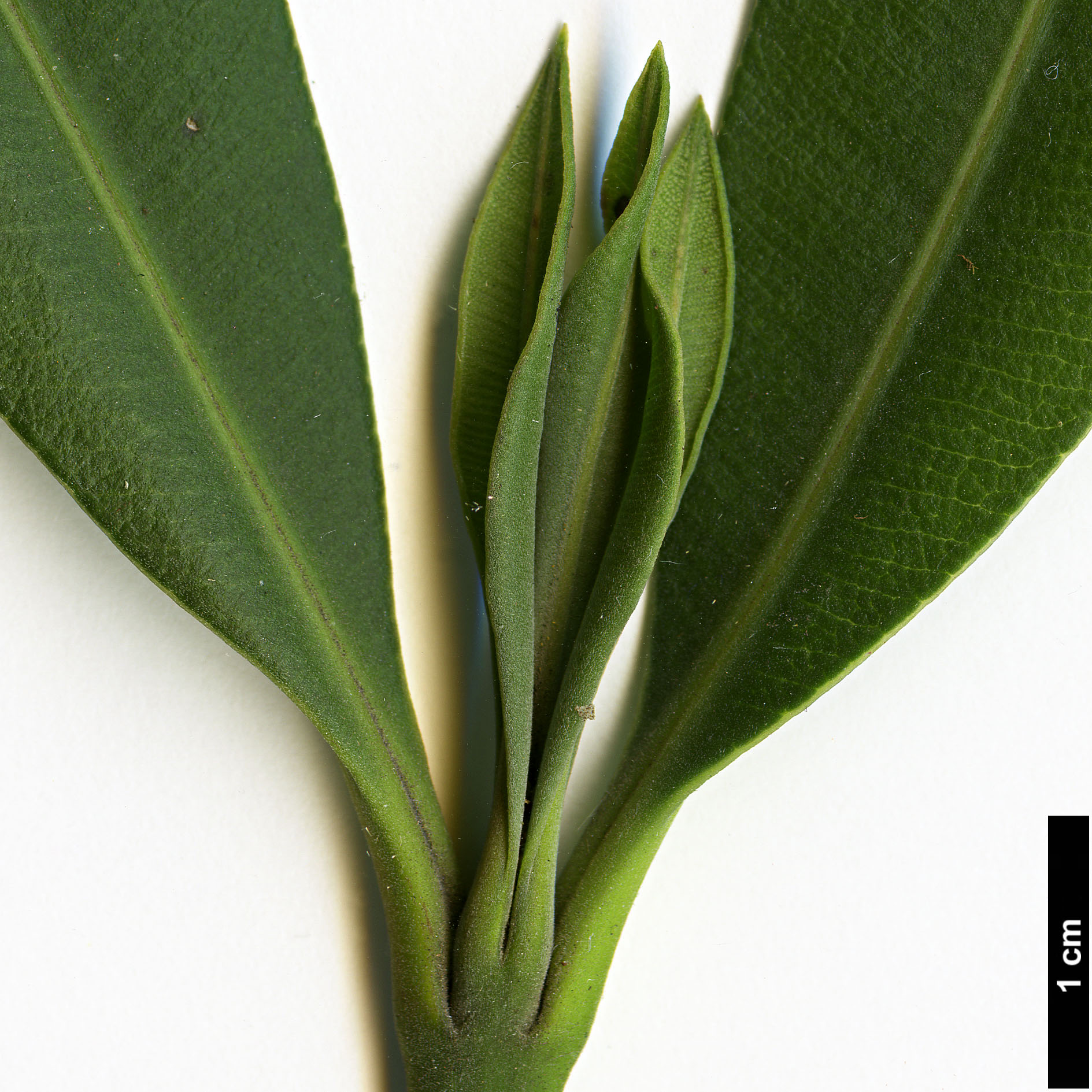 High resolution image: Family: Apocynaceae - Genus: Nerium - Taxon: oleander