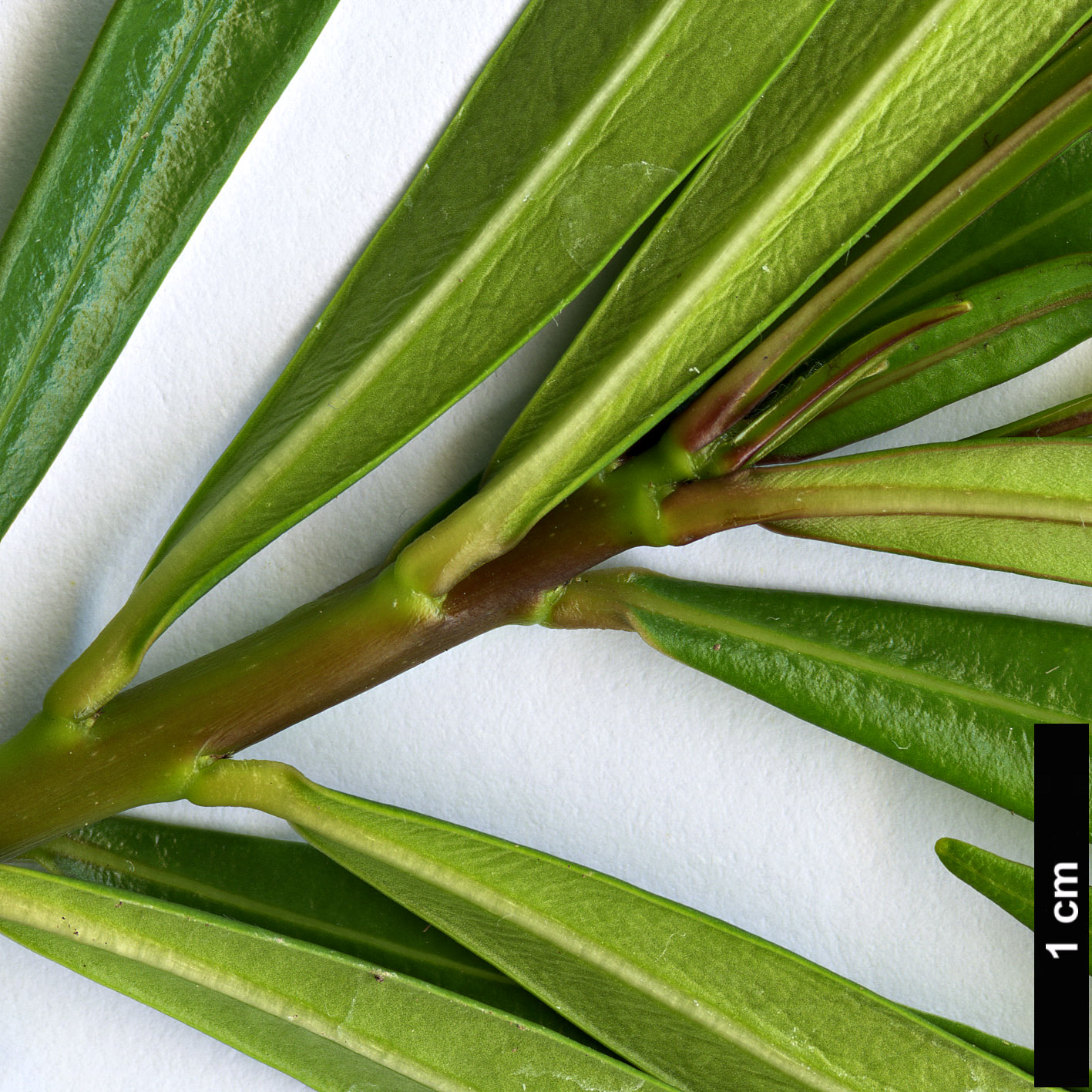 High resolution image: Family: Apocynaceae - Genus: Thevetia - Taxon: peruviana