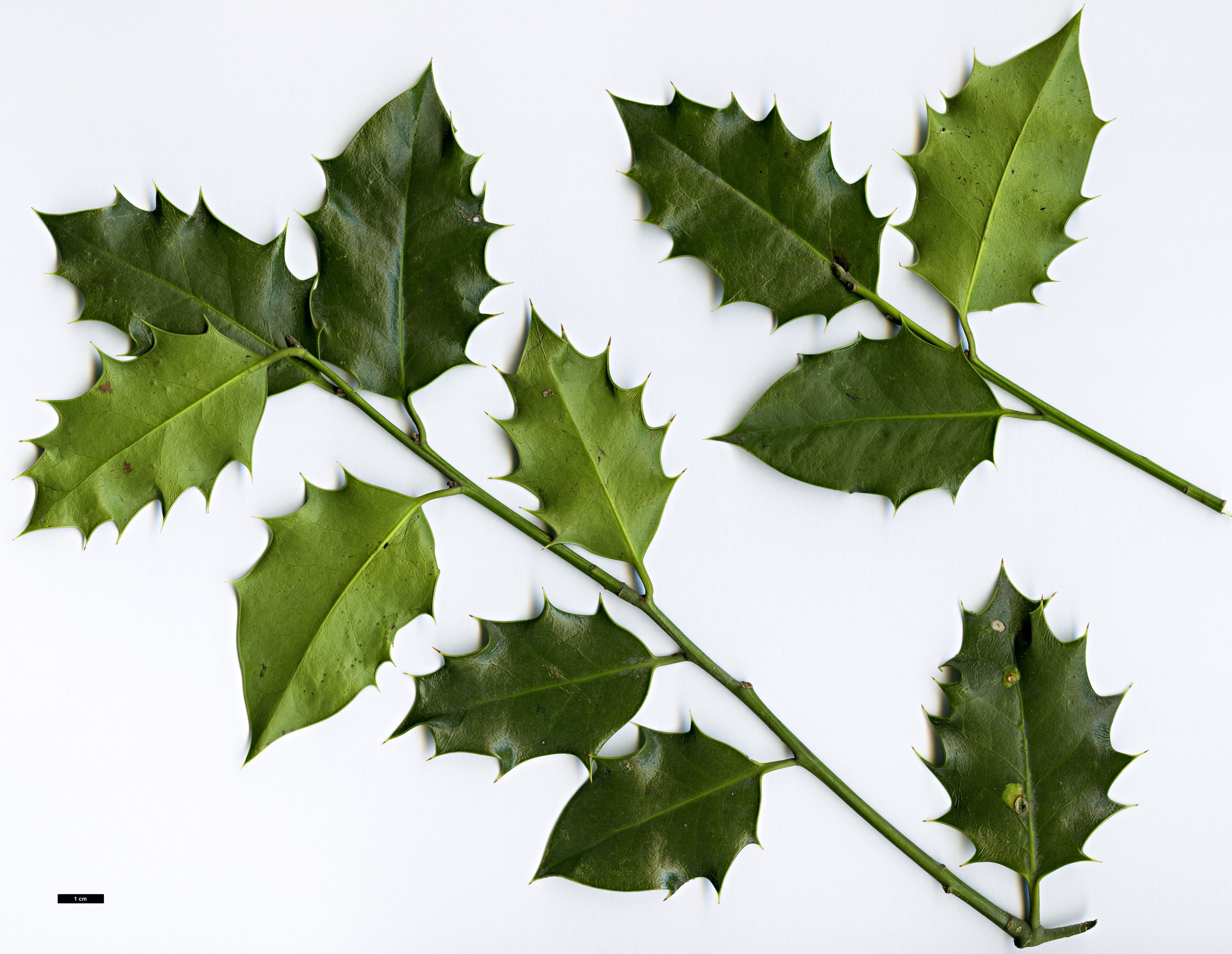 High resolution image: Family: Aquifoliaceae - Genus: Ilex - Taxon: aquifolium