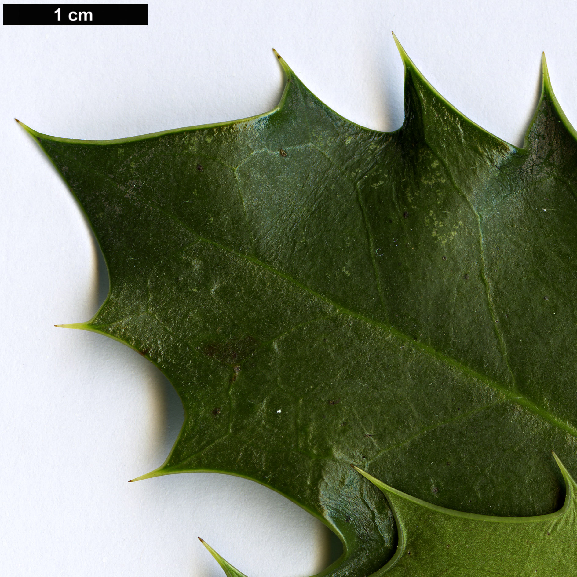 High resolution image: Family: Aquifoliaceae - Genus: Ilex - Taxon: aquifolium