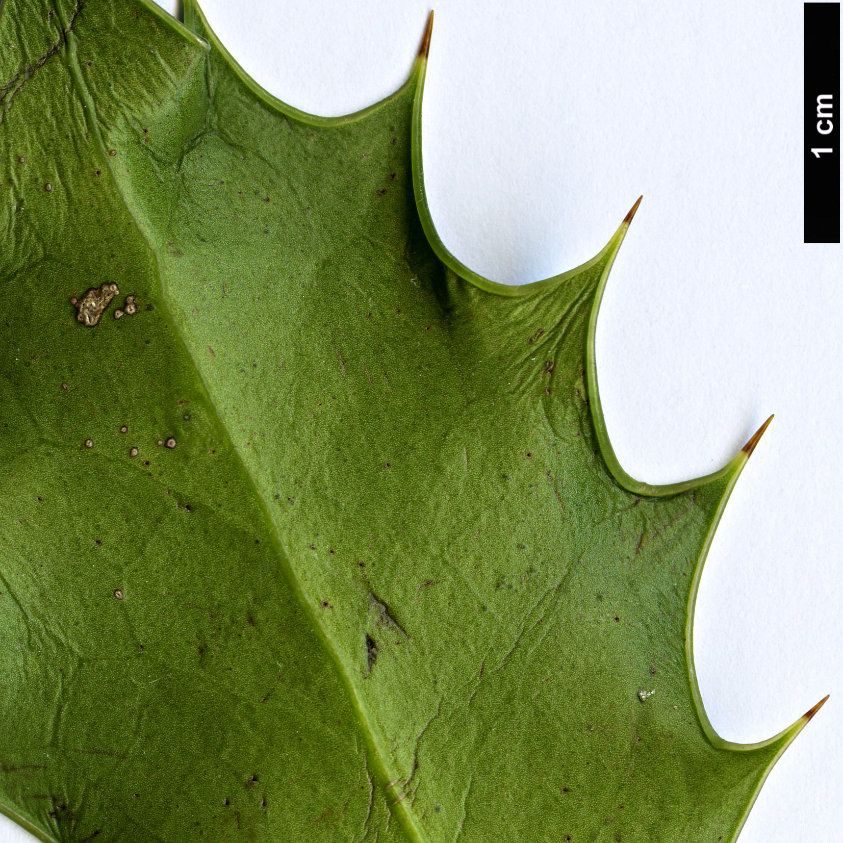 High resolution image: Family: Aquifoliaceae - Genus: Ilex - Taxon: aquifolium