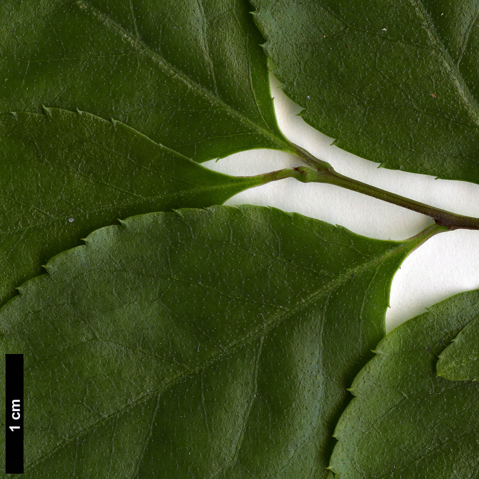 High resolution image: Family: Aquifoliaceae - Genus: Ilex - Taxon: asprella