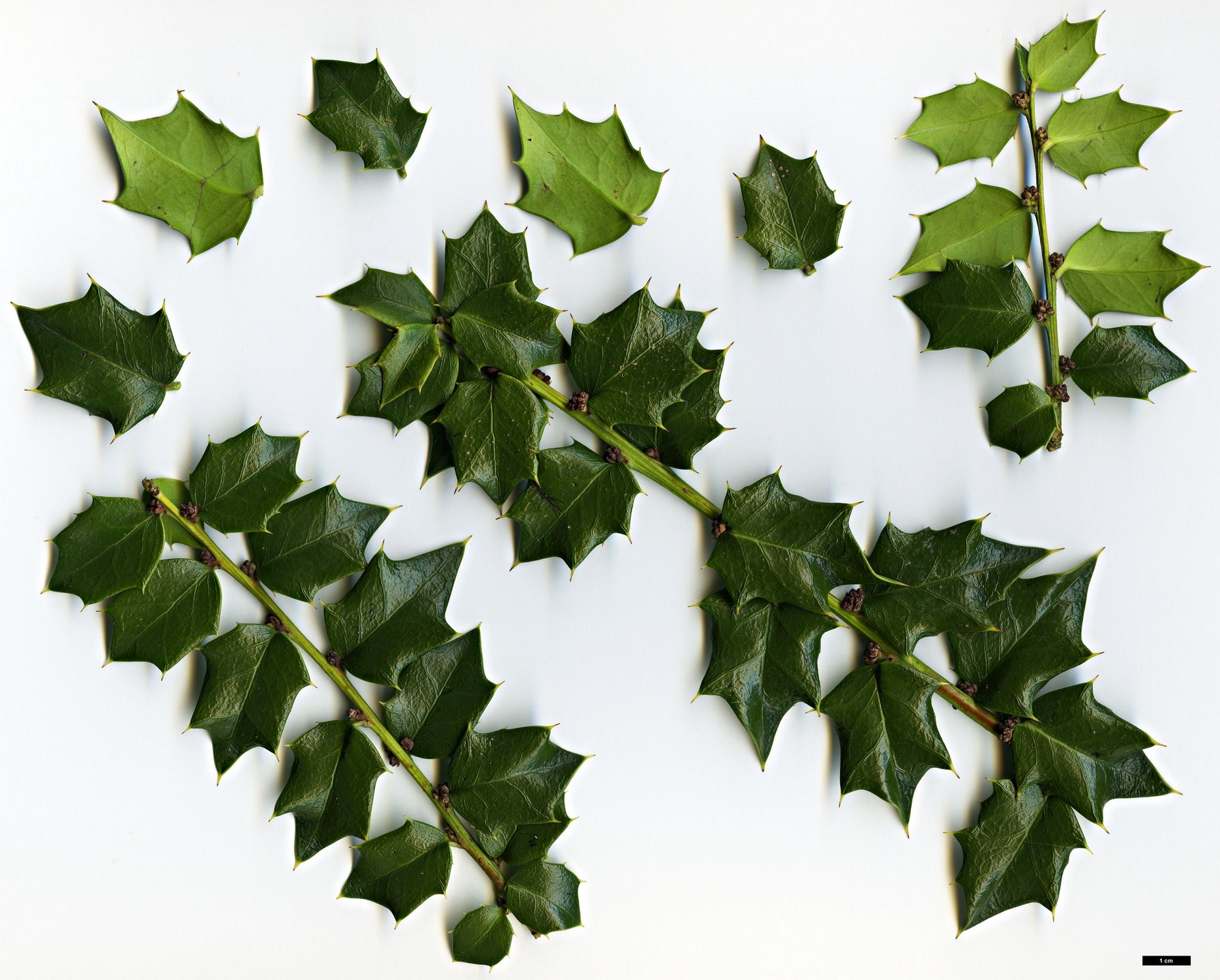 High resolution image: Family: Aquifoliaceae - Genus: Ilex - Taxon: bioritsensis