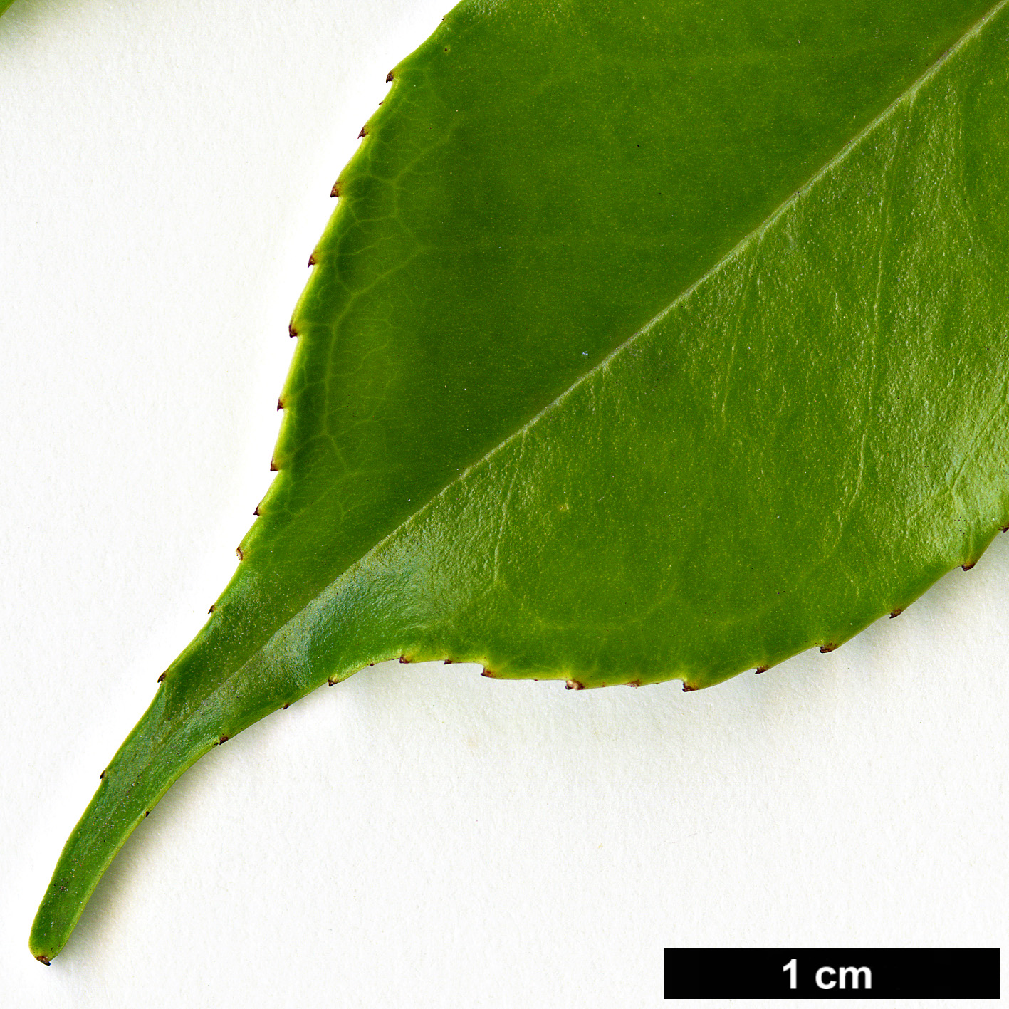 High resolution image: Family: Aquifoliaceae - Genus: Ilex - Taxon: brachyphylla