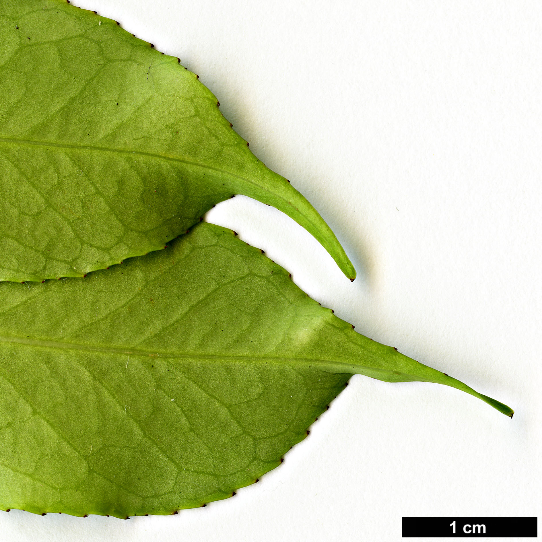 High resolution image: Family: Aquifoliaceae - Genus: Ilex - Taxon: brachyphylla