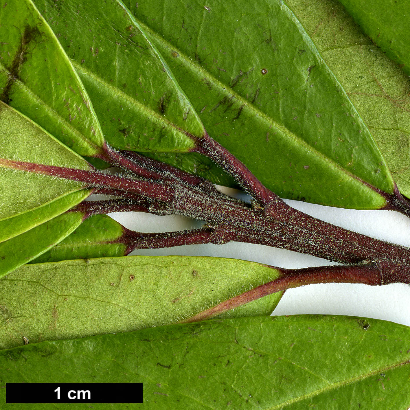 High resolution image: Family: Aquifoliaceae - Genus: Ilex - Taxon: cassine