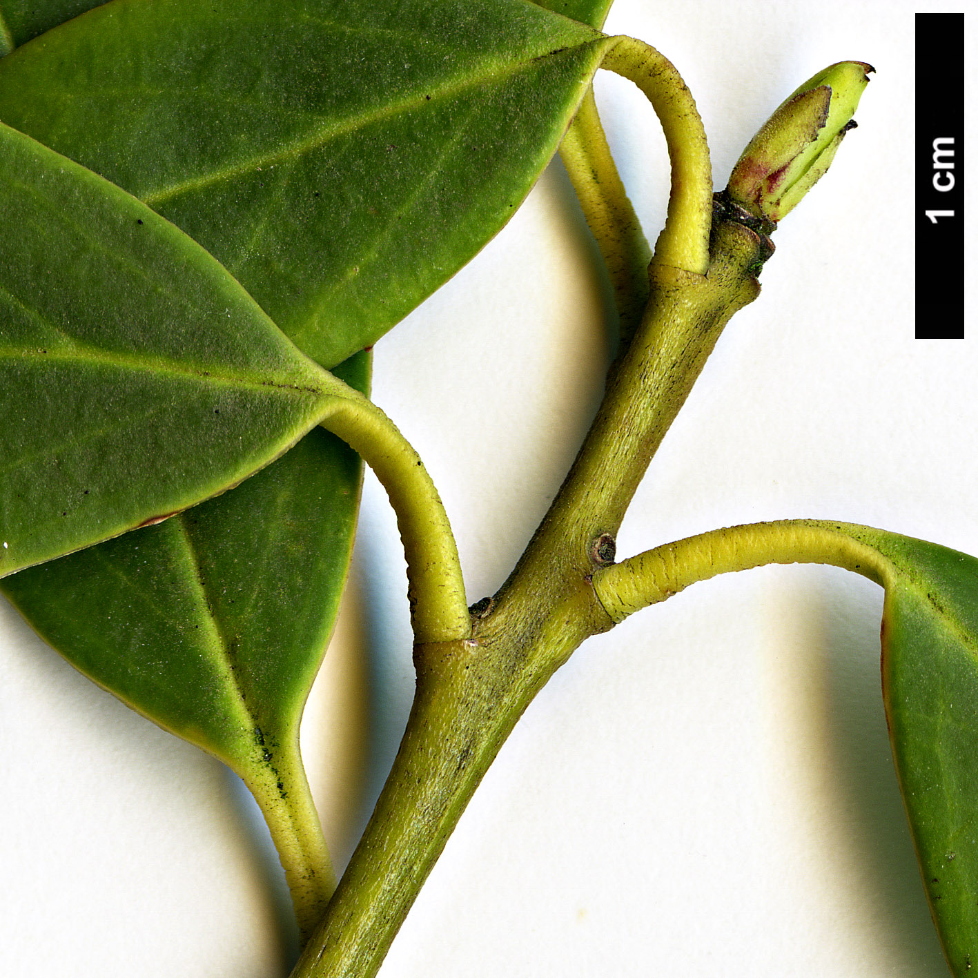 High resolution image: Family: Aquifoliaceae - Genus: Ilex - Taxon: ciliospinosa