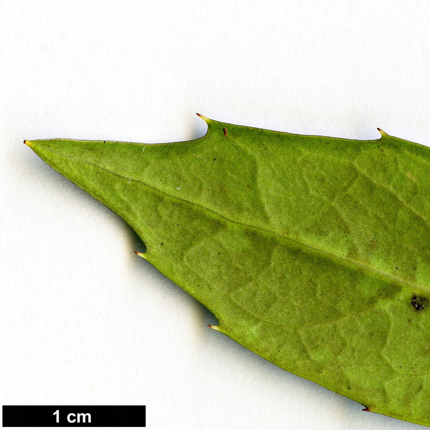 High resolution image: Family: Aquifoliaceae - Genus: Ilex - Taxon: ciliospinosa