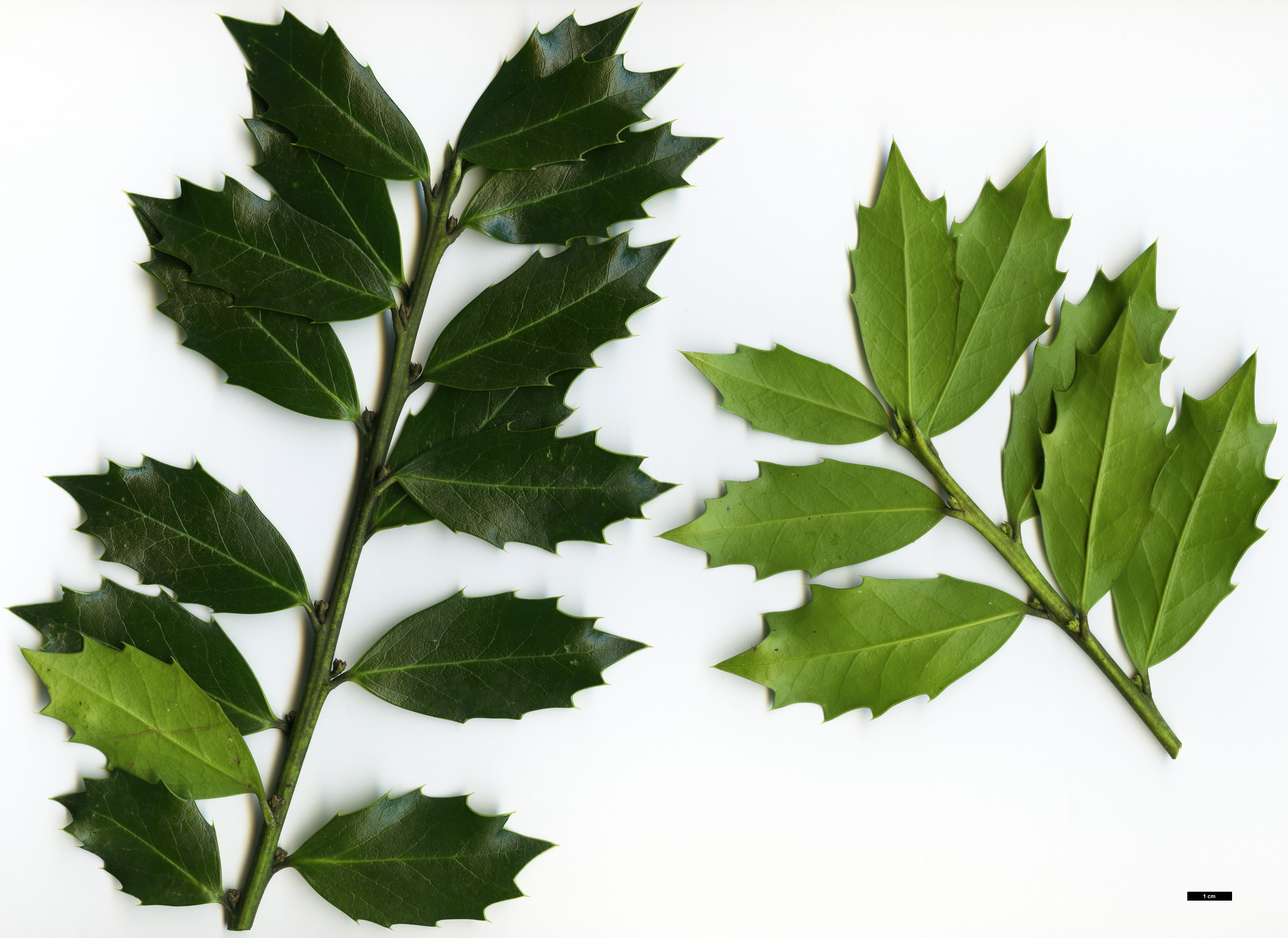 High resolution image: Family: Aquifoliaceae - Genus: Ilex - Taxon: colchica