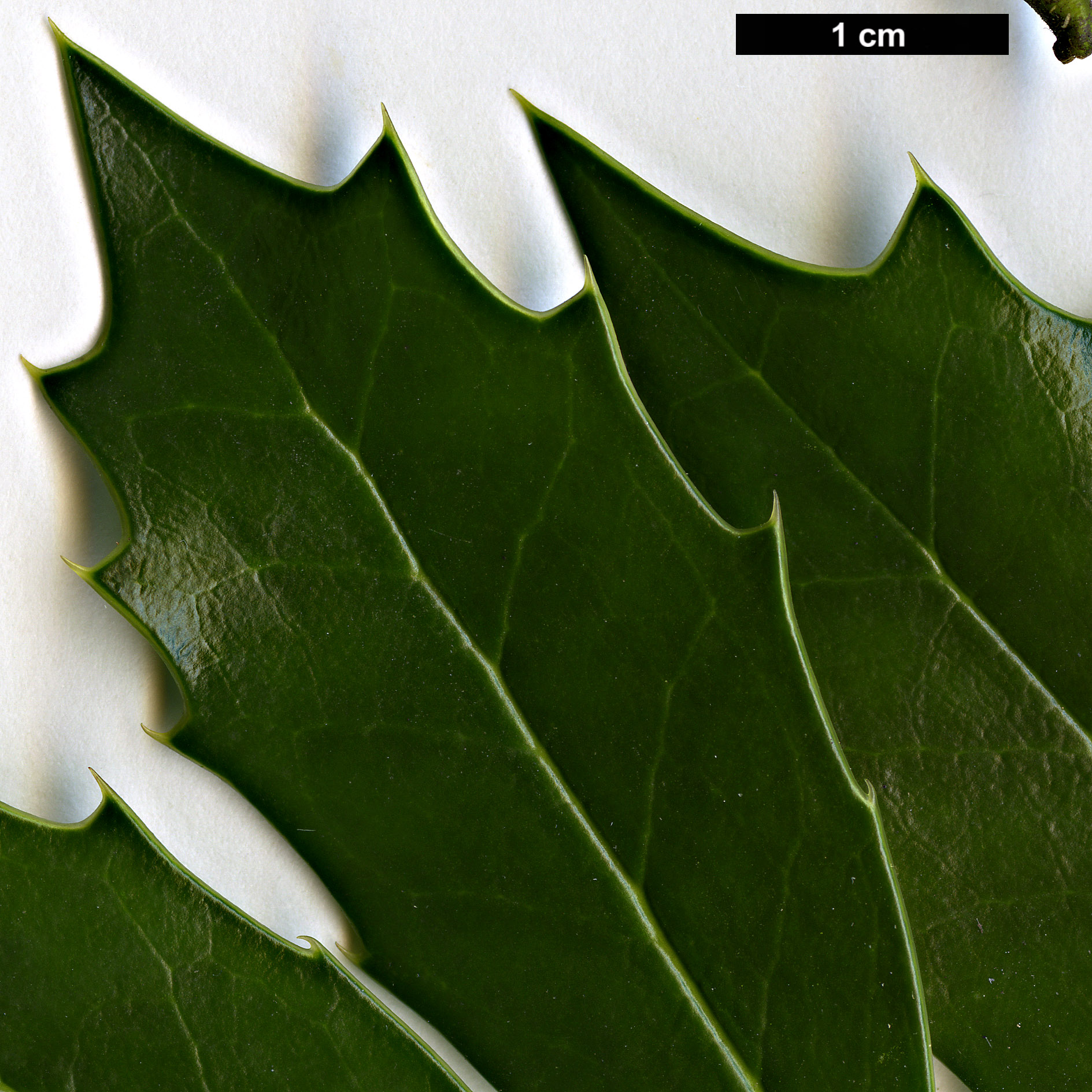 High resolution image: Family: Aquifoliaceae - Genus: Ilex - Taxon: colchica