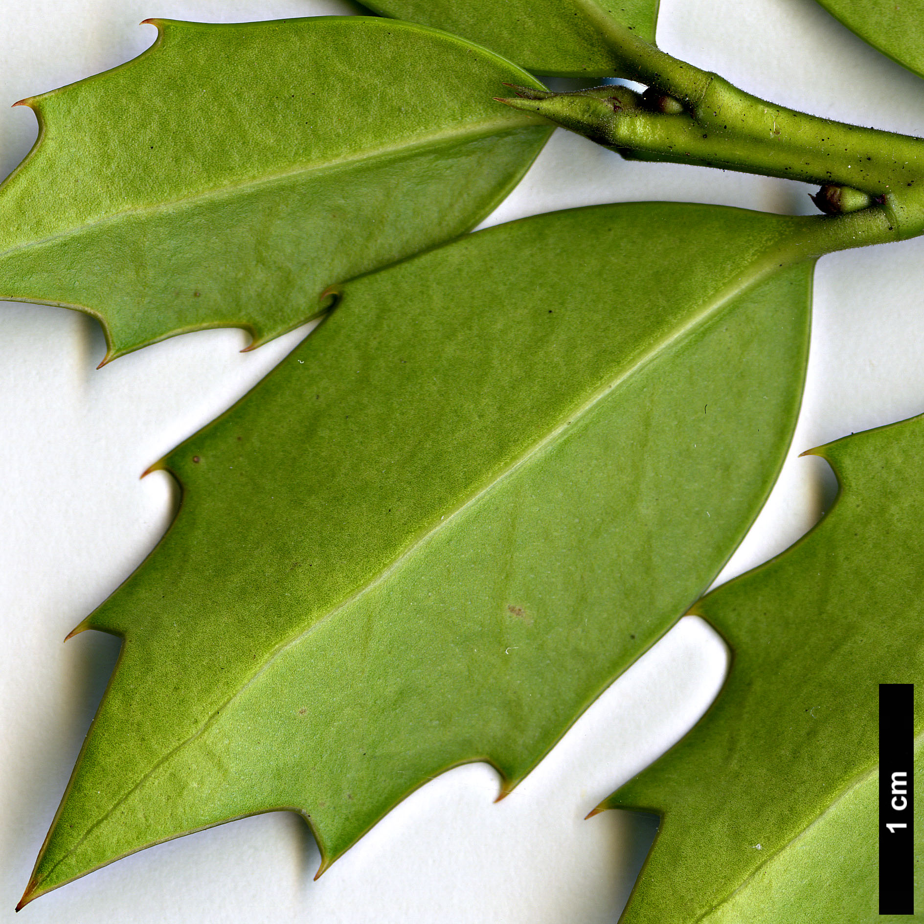 High resolution image: Family: Aquifoliaceae - Genus: Ilex - Taxon: colchica