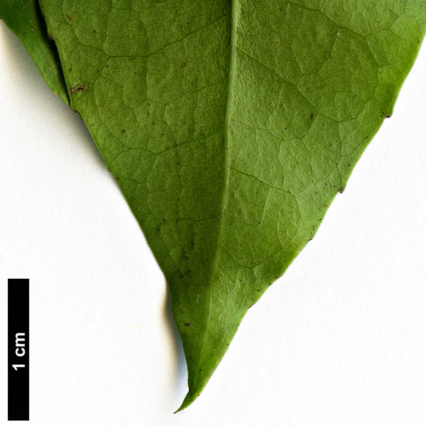 High resolution image: Family: Aquifoliaceae - Genus: Ilex - Taxon: corallina