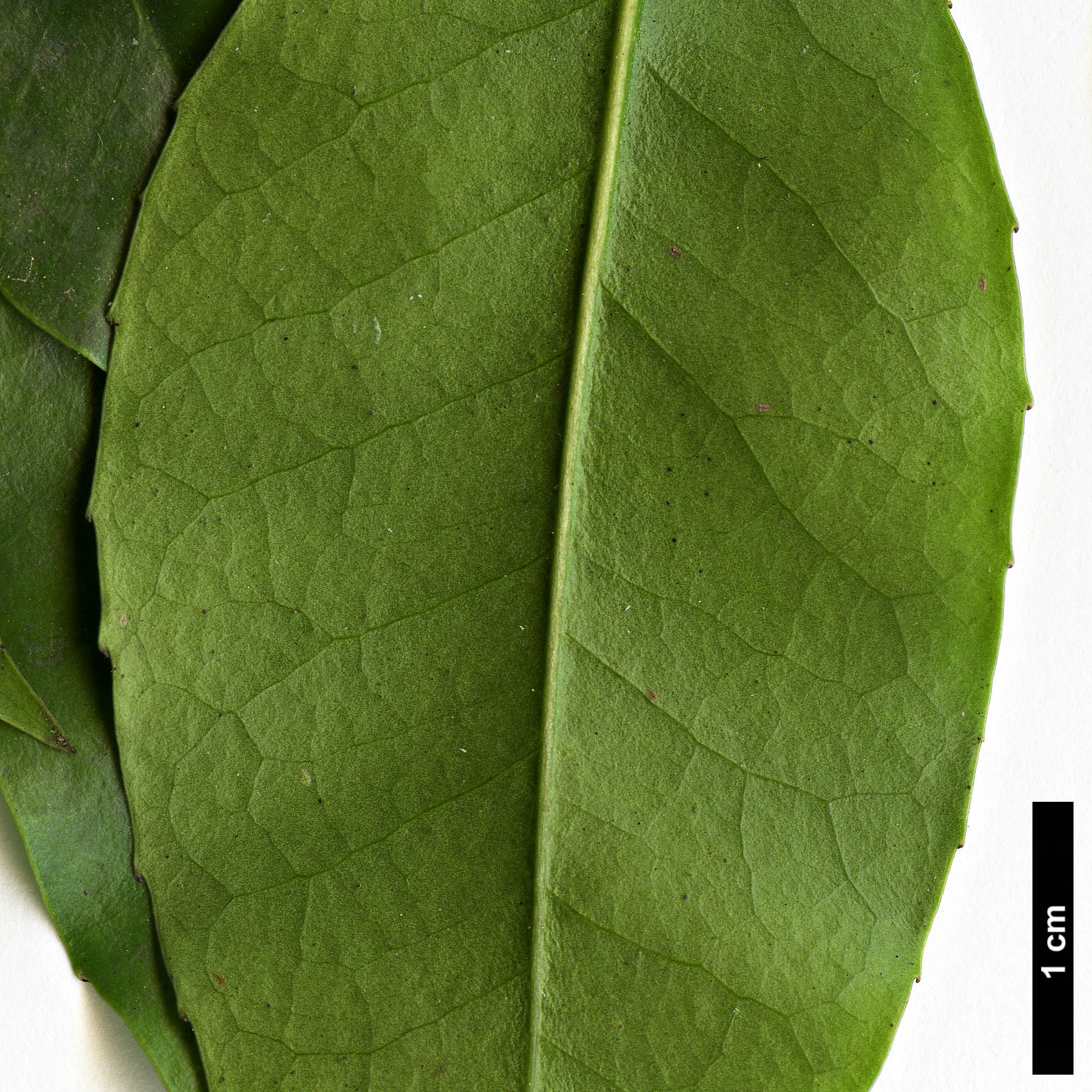 High resolution image: Family: Aquifoliaceae - Genus: Ilex - Taxon: corallina