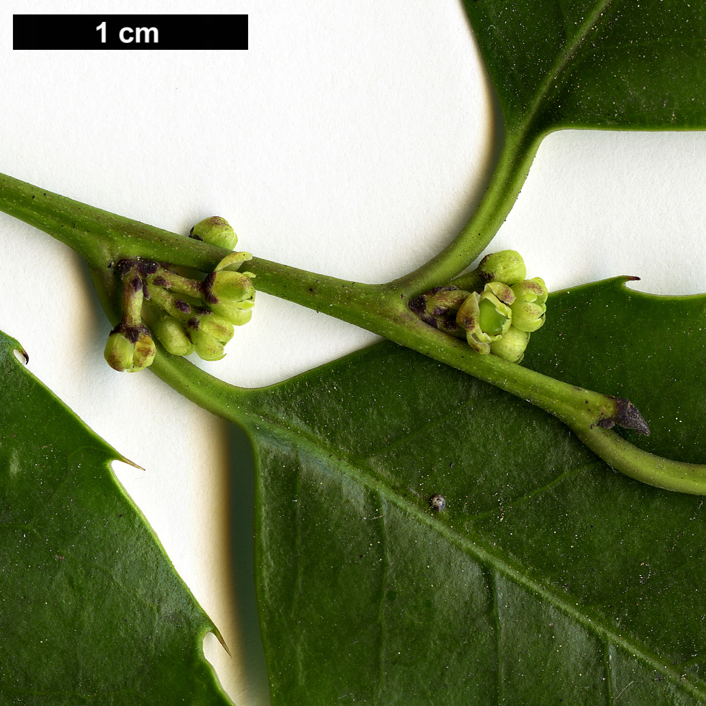 High resolution image: Family: Aquifoliaceae - Genus: Ilex - Taxon: corallina