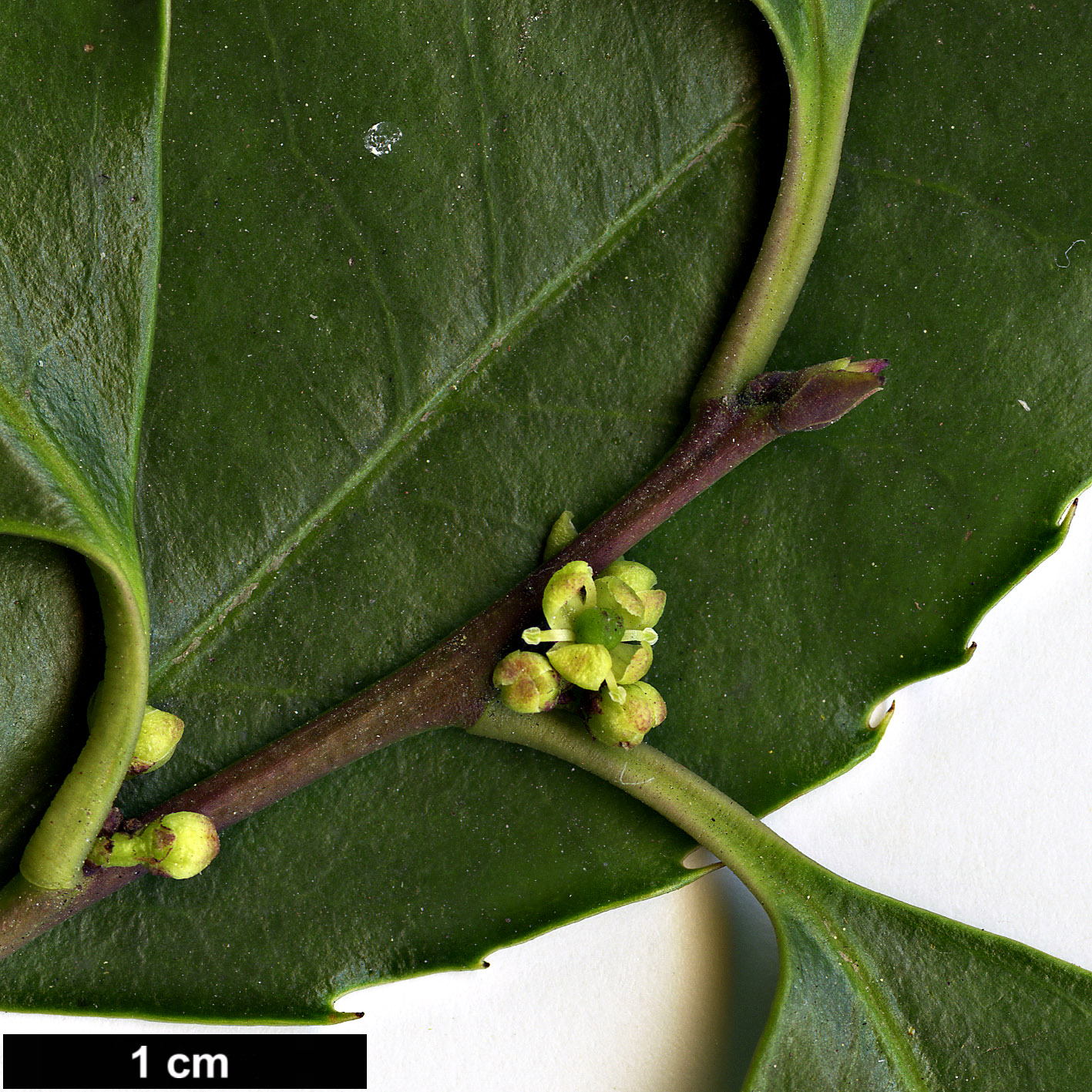 High resolution image: Family: Aquifoliaceae - Genus: Ilex - Taxon: corallina